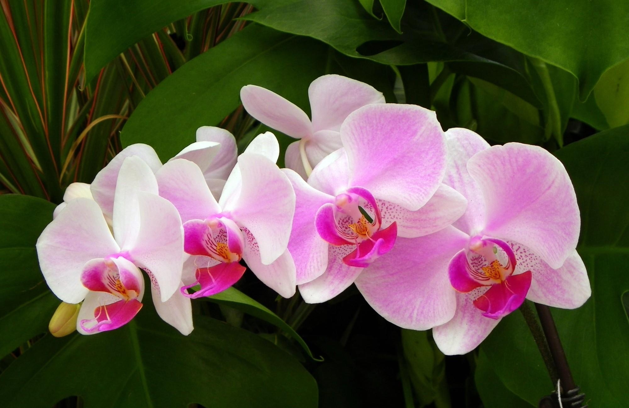 93977 скачать картинку орхидея, крупный план, цветы, ветка, зелень - обои и заставки бесплатно