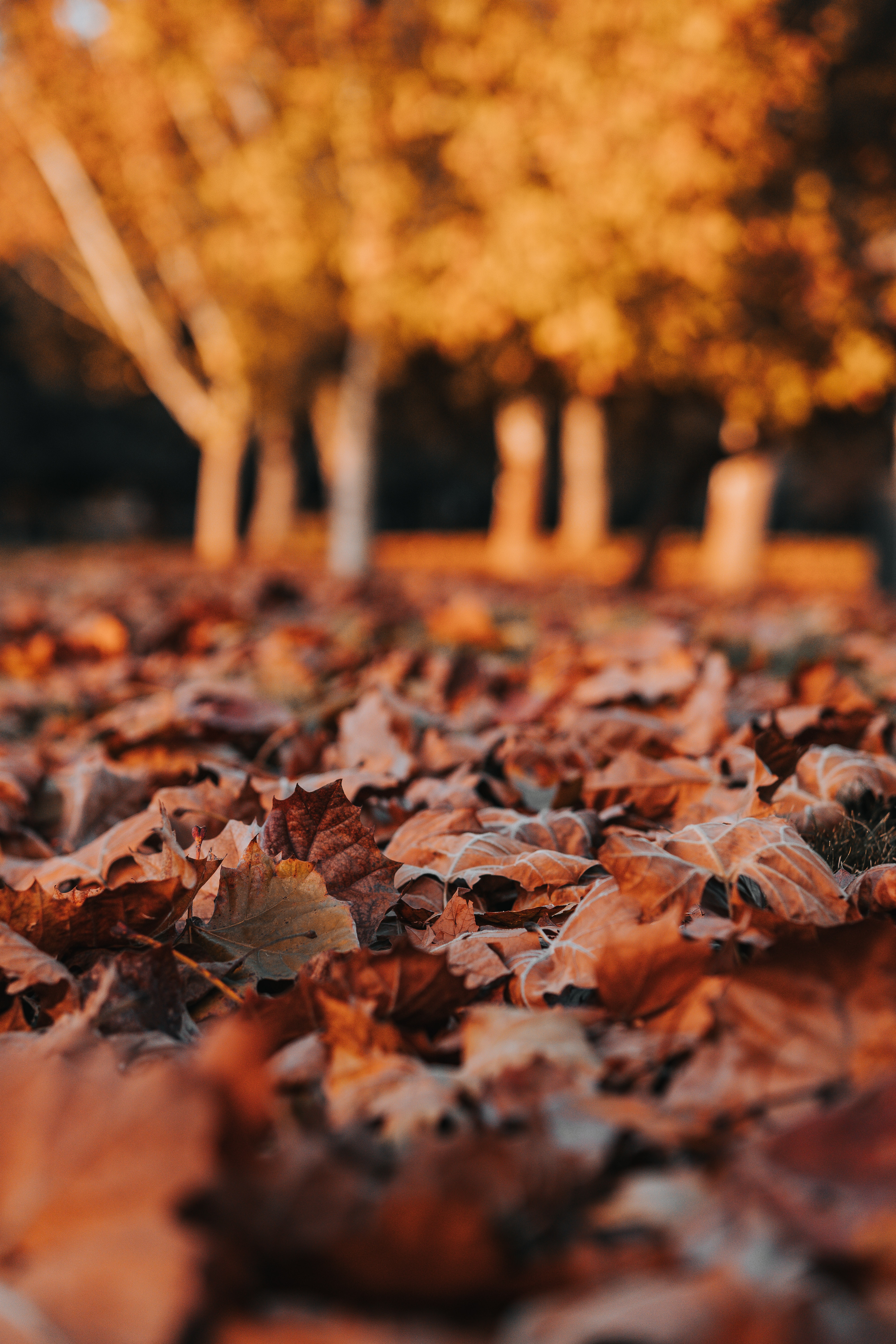 nature, autumn, leaves, dry