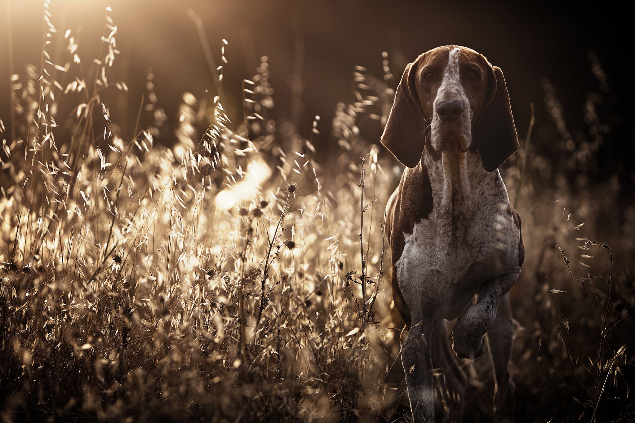 animal, pointer, depth of field, dog, stare, sunny, dogs download HD wallpaper