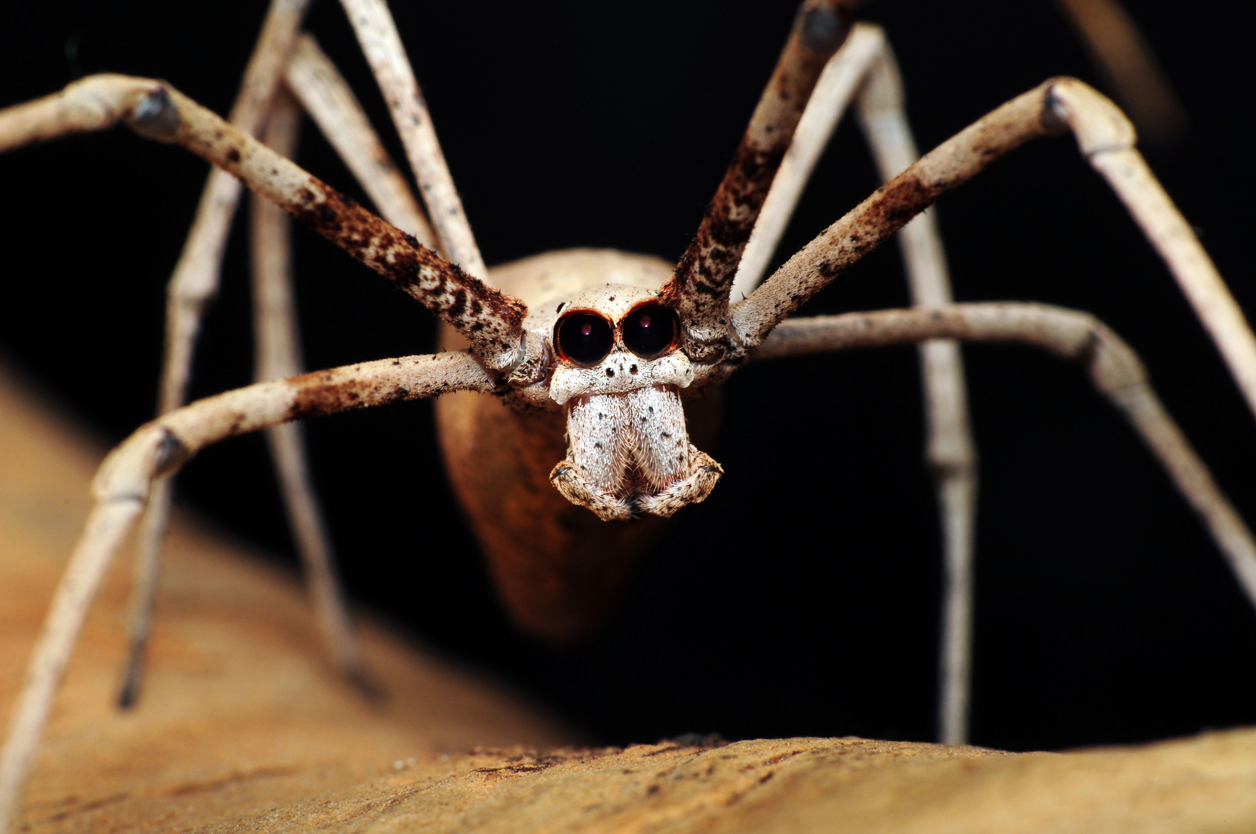 Deinopidae паук