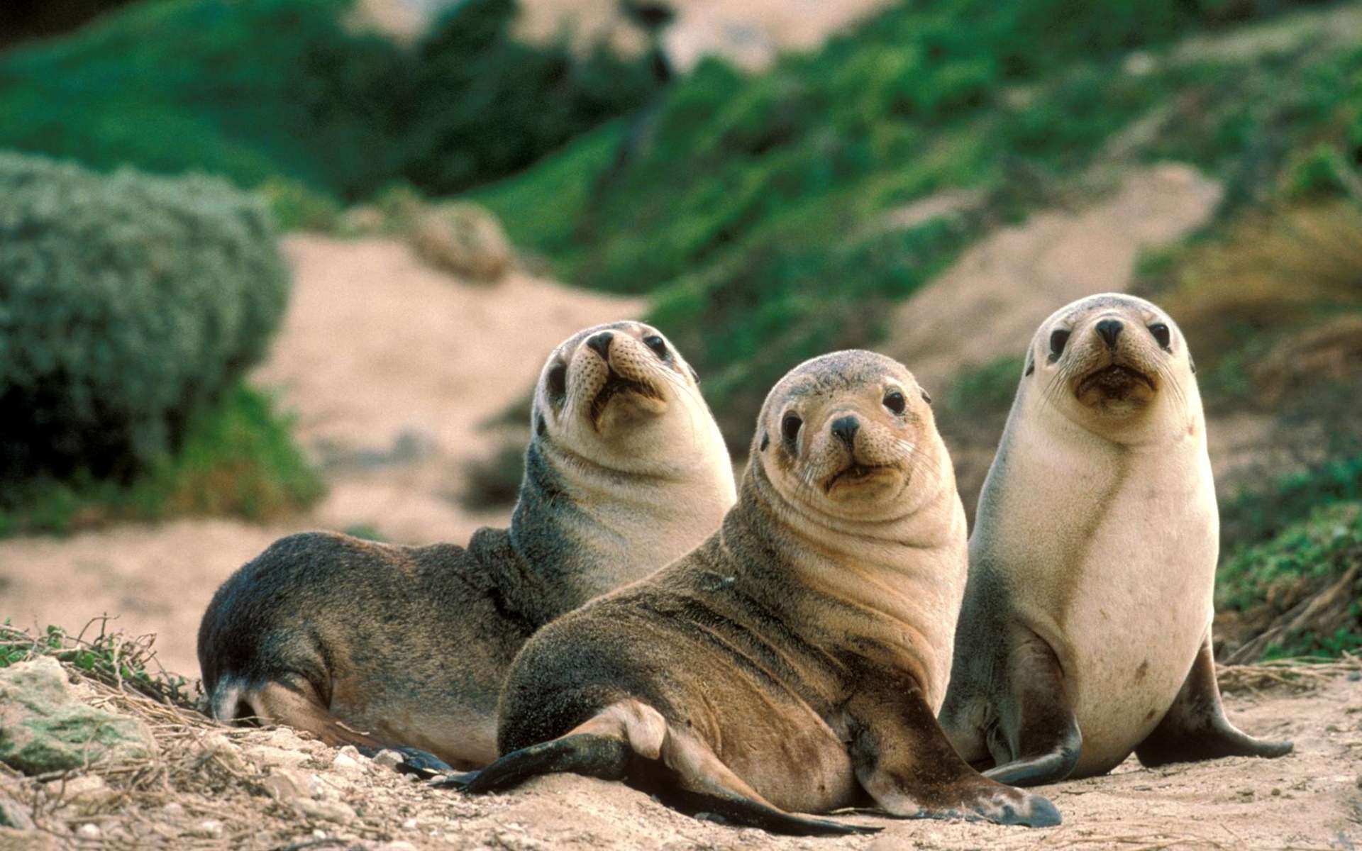 276292 baixar imagens animais, foca, selos - papéis de parede e protetores de tela gratuitamente