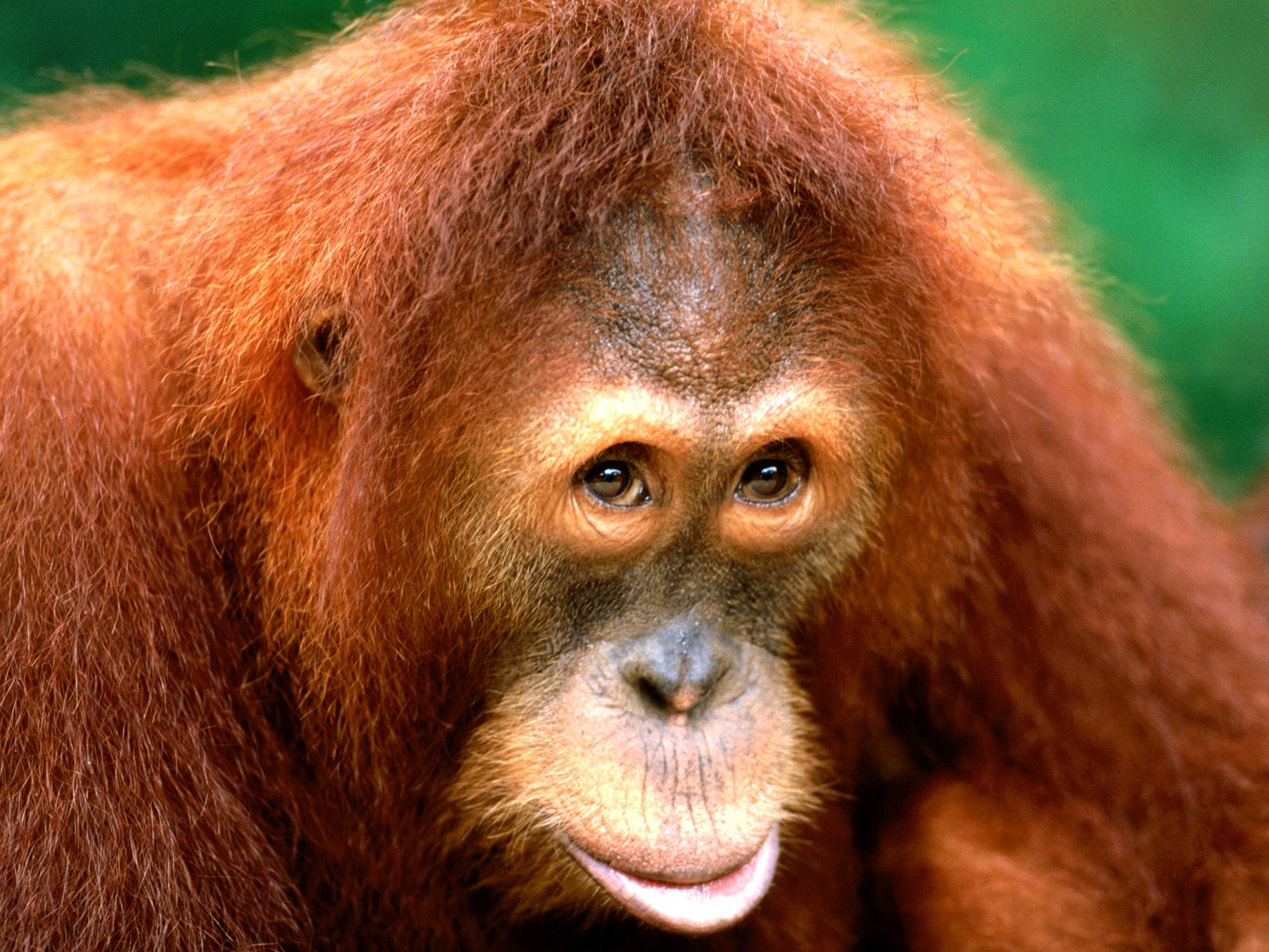 287464 télécharger l'image animaux, orang outan, singes - fonds d'écran et économiseurs d'écran gratuits