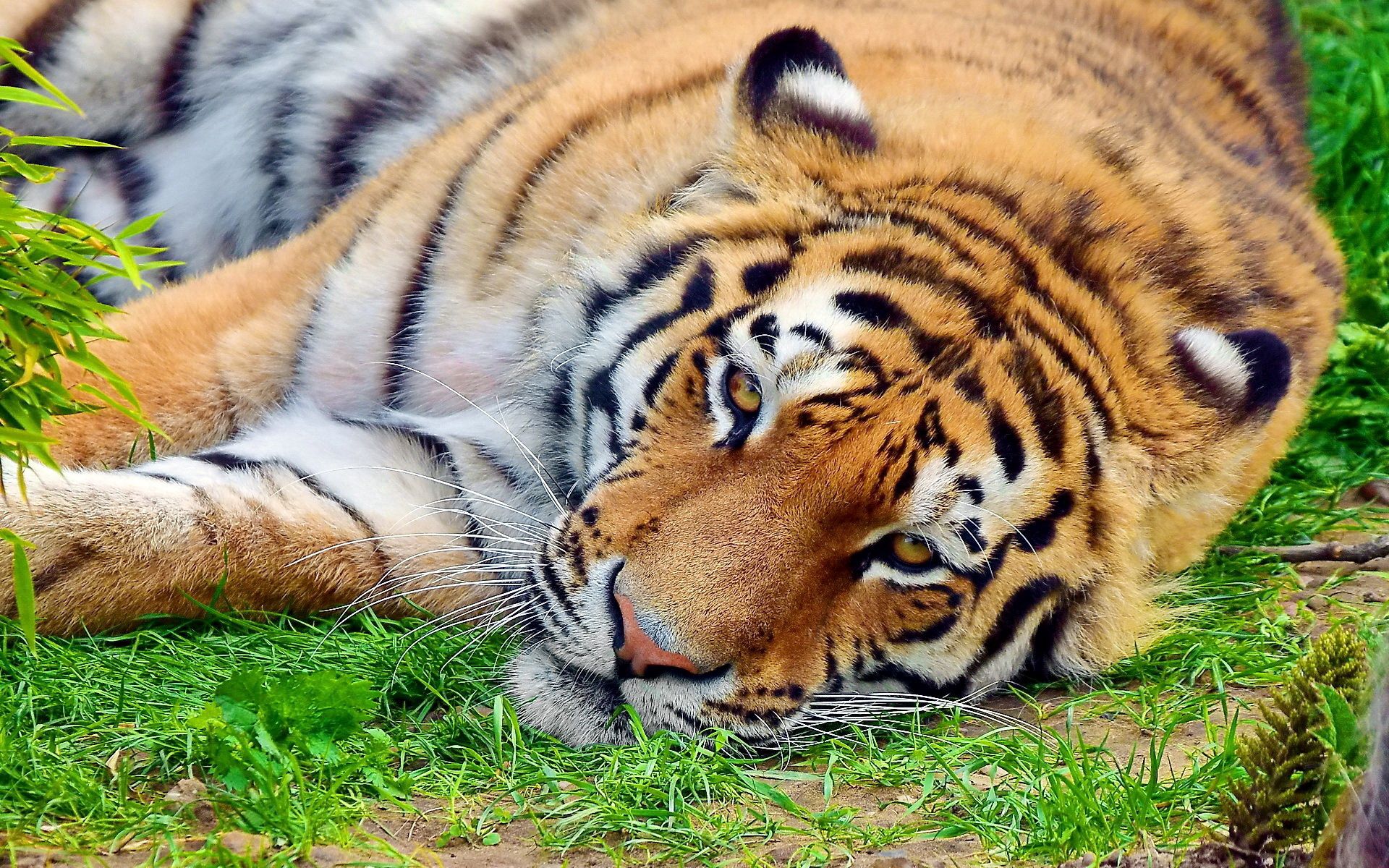 Download mobile wallpaper Lie, Muzzle, Watch, To Lie Down, To Watch, Grass, Tiger, Animals for free.