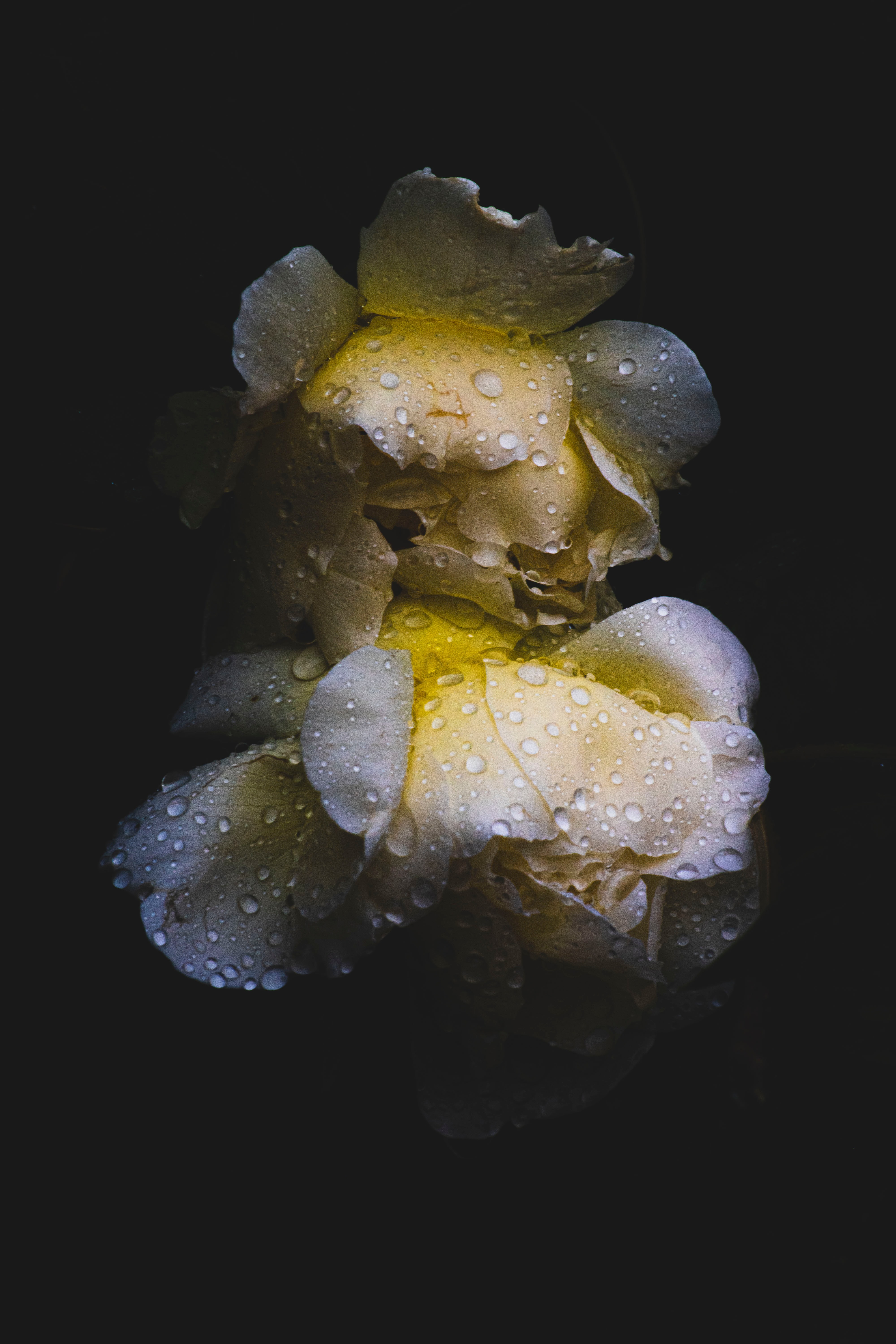 Download mobile wallpaper Rose, Flowers, Flower, Wet, Rose Flower, Drops, Dark for free.