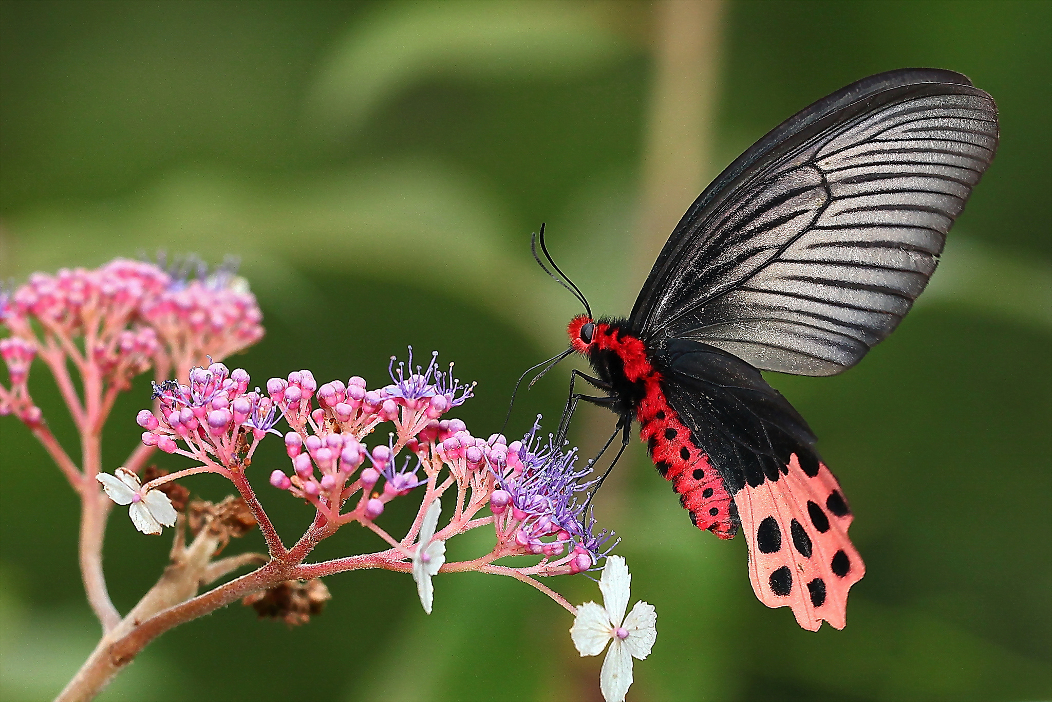547330 baixar papel de parede animais, borboleta, inseto - protetores de tela e imagens gratuitamente