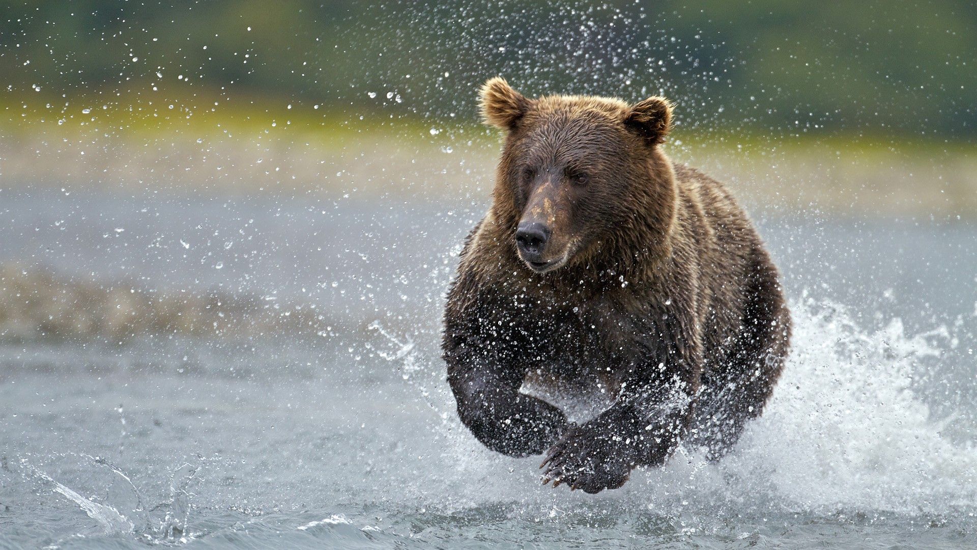 97670 скачать картинку животные, вода, брызги, медведь, бежать - обои и заставки бесплатно