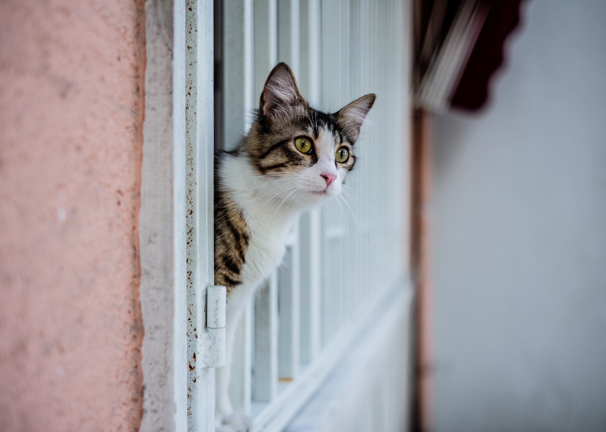 Окно головой. Коты в окне смотрит на котов 1920 1080. Cat Window Yellow. Коты в окне смотрит на котов мультяшный 1920 1080.