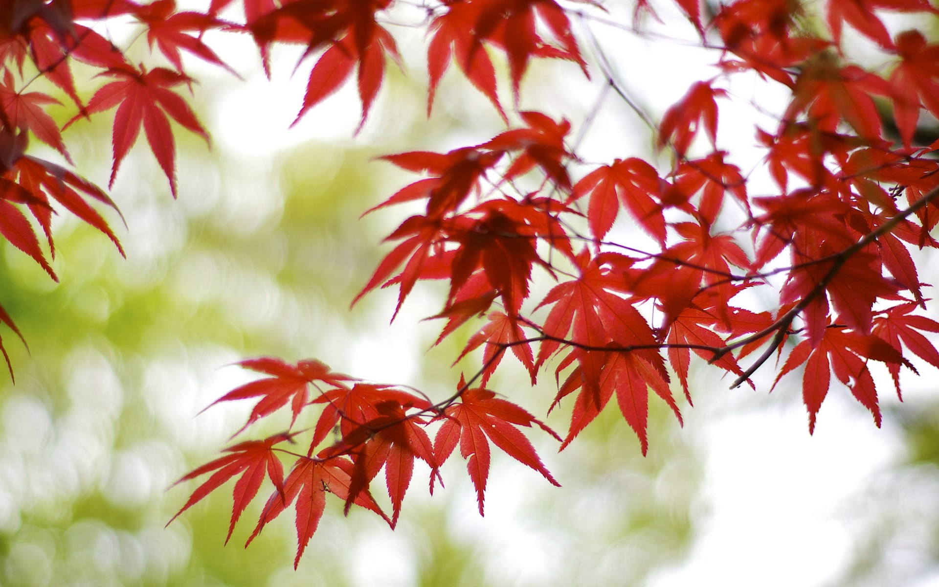 Японский клен дерево листья