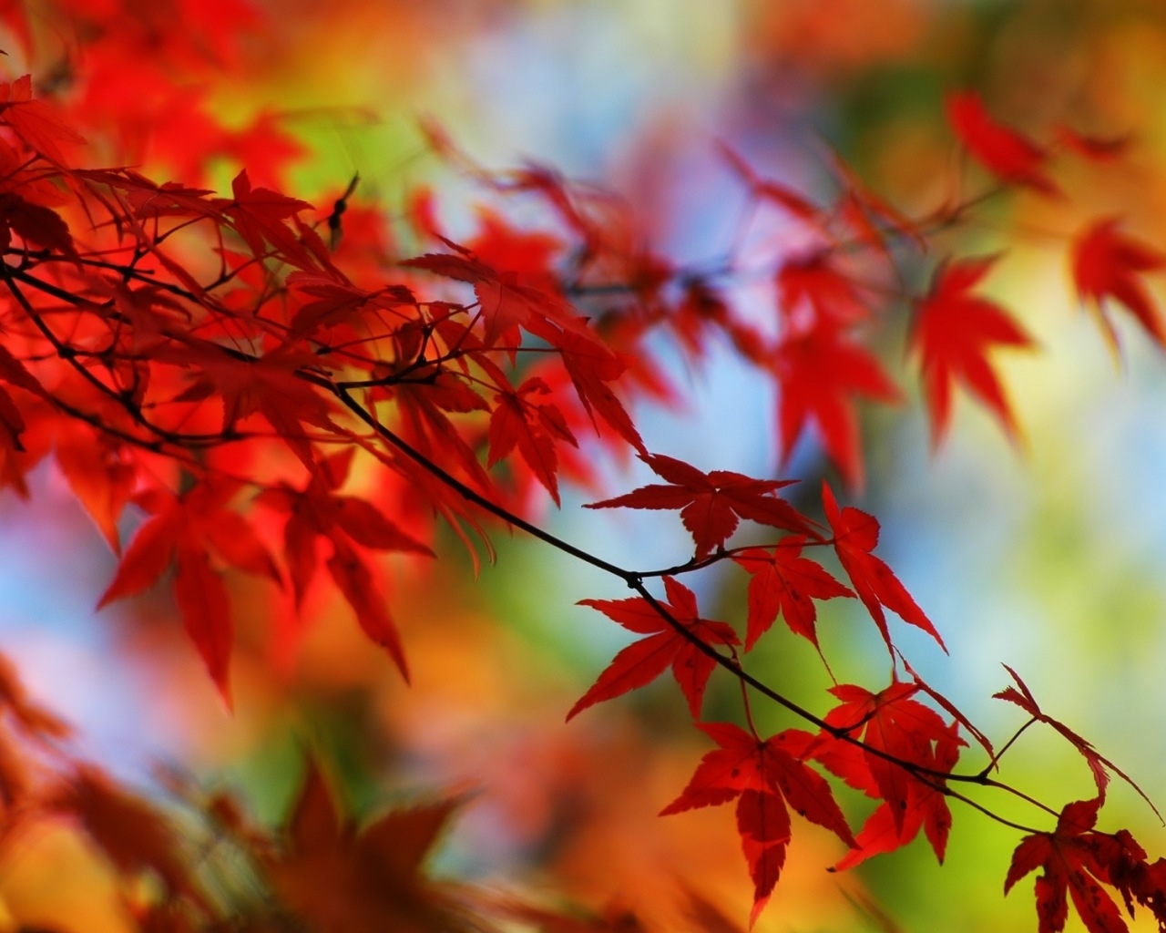 Download mobile wallpaper Plants, Autumn, Leaves for free.