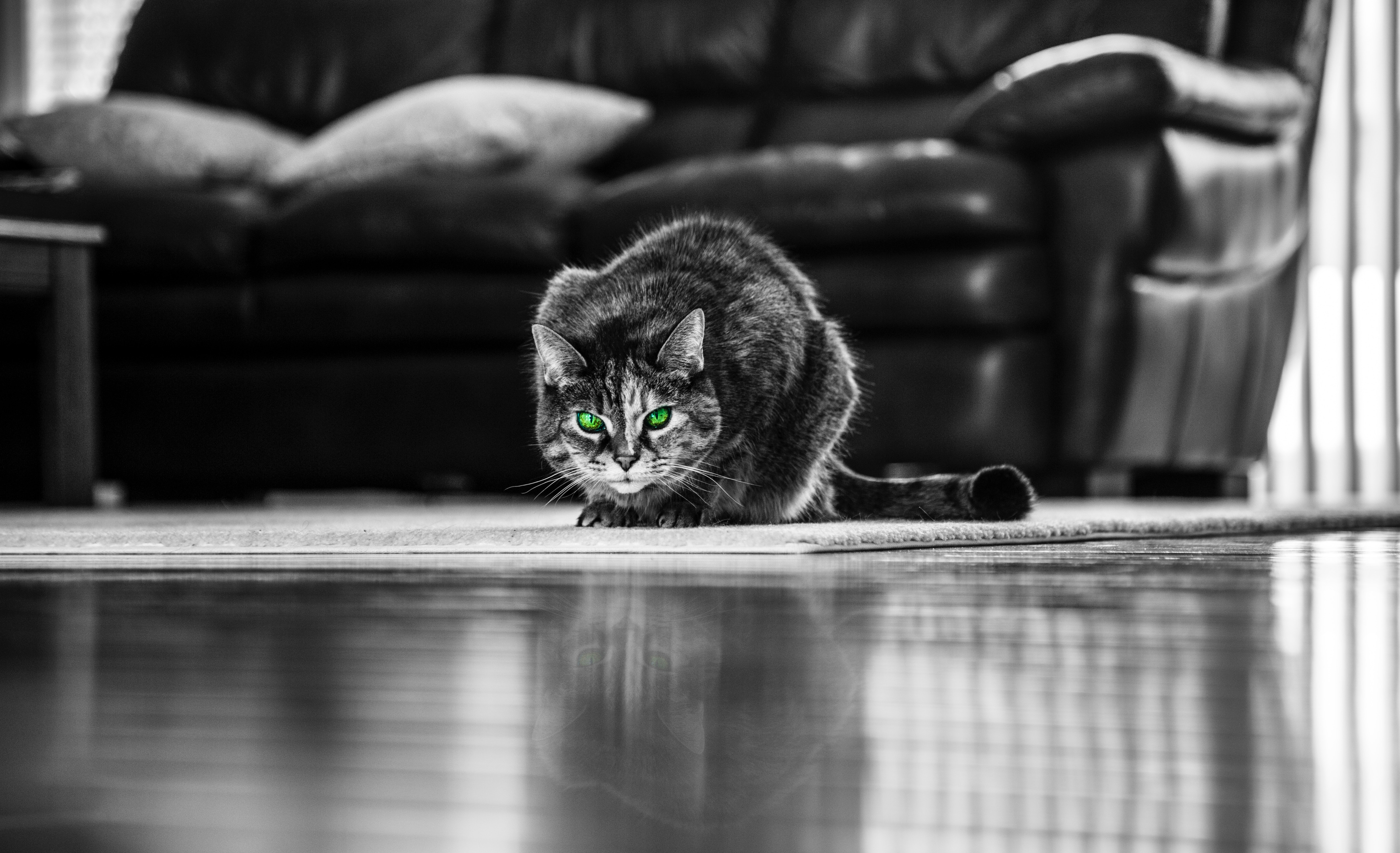 animals, cat, bw, chb, green eyed images