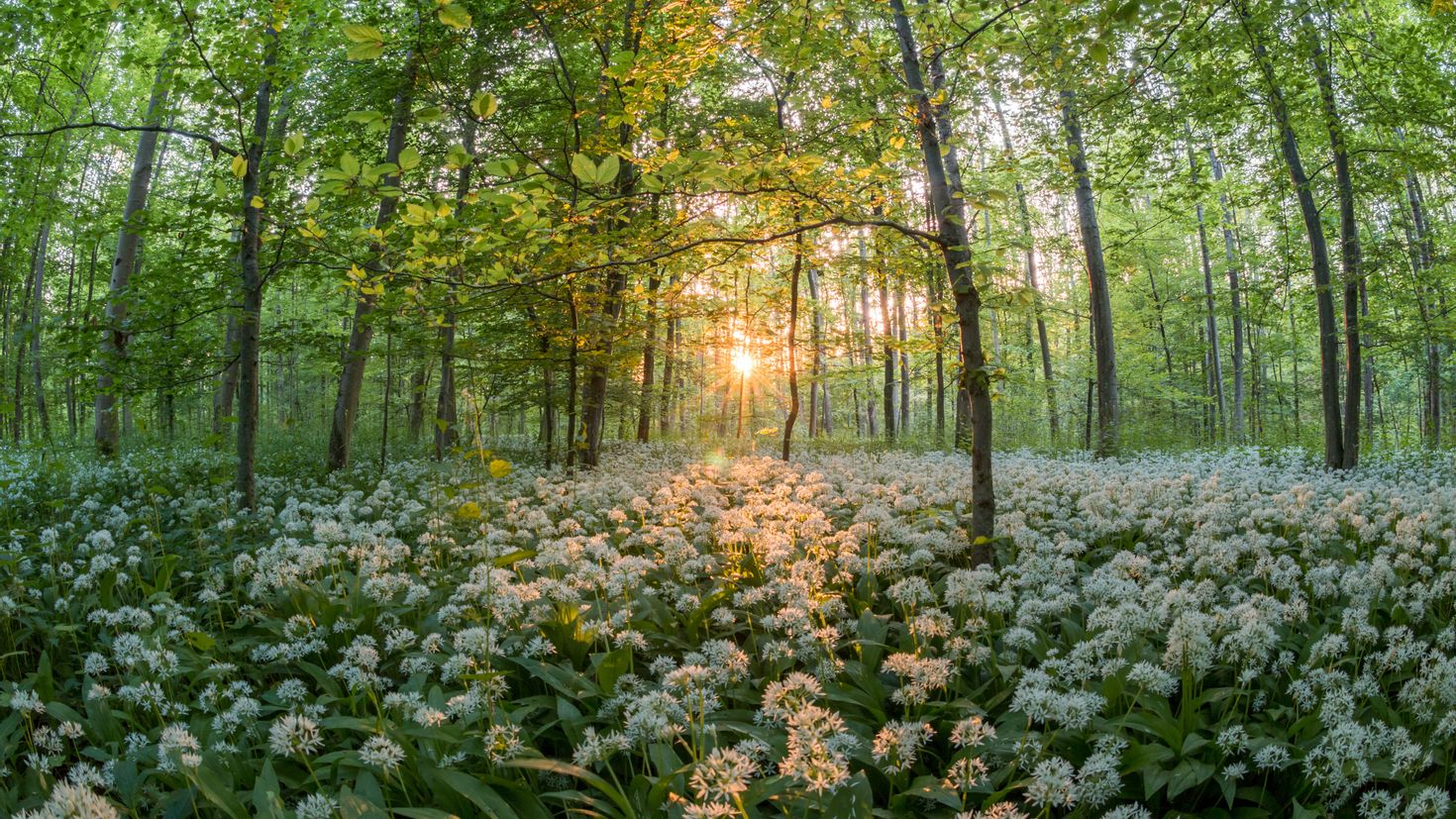 В лесу на солнечной полянке расцвели гвоздика. Лес весной. Цветы в лесу. Природа Полянка.