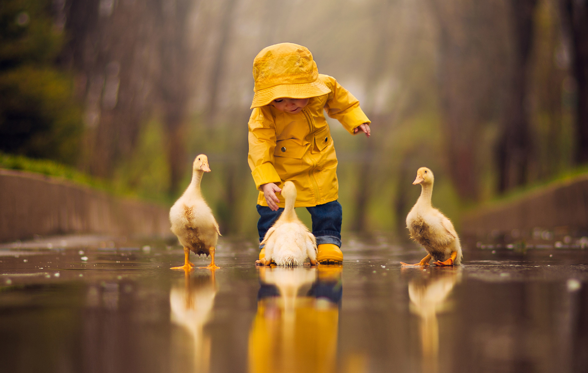 cute, bird, depth of field, duck, child, photography, reflection Full HD