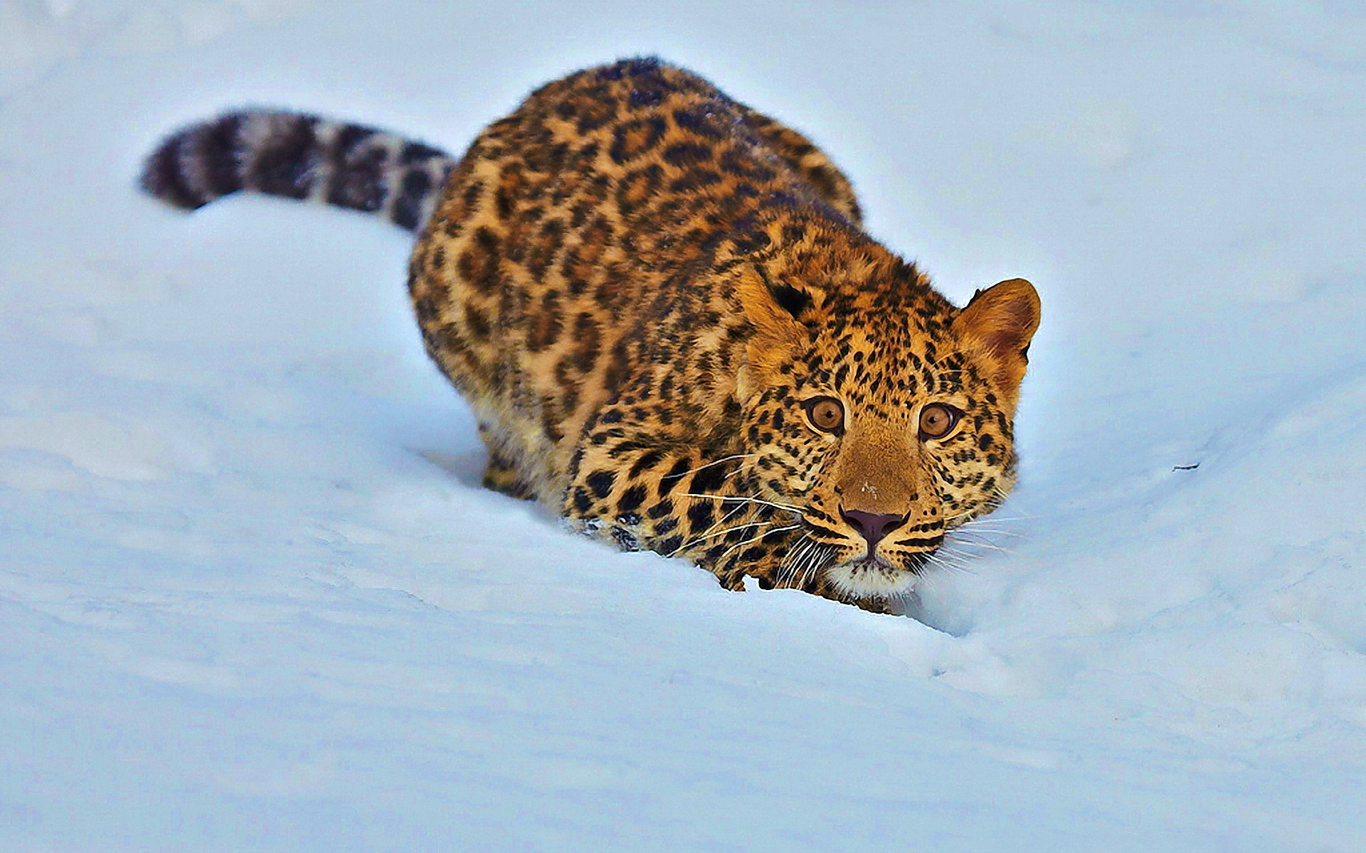 Дальневосточный леопард (Амурский леопард)