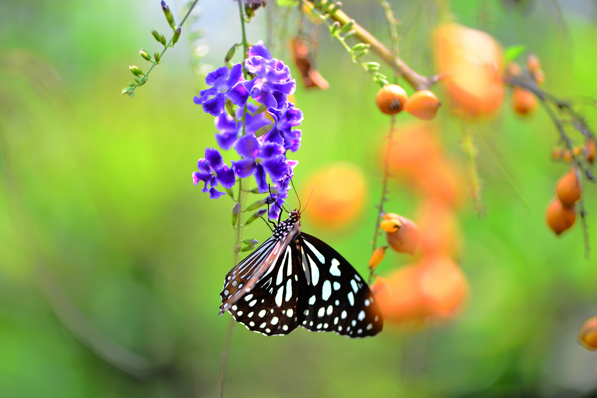 Большая красивая бабочка на ветке