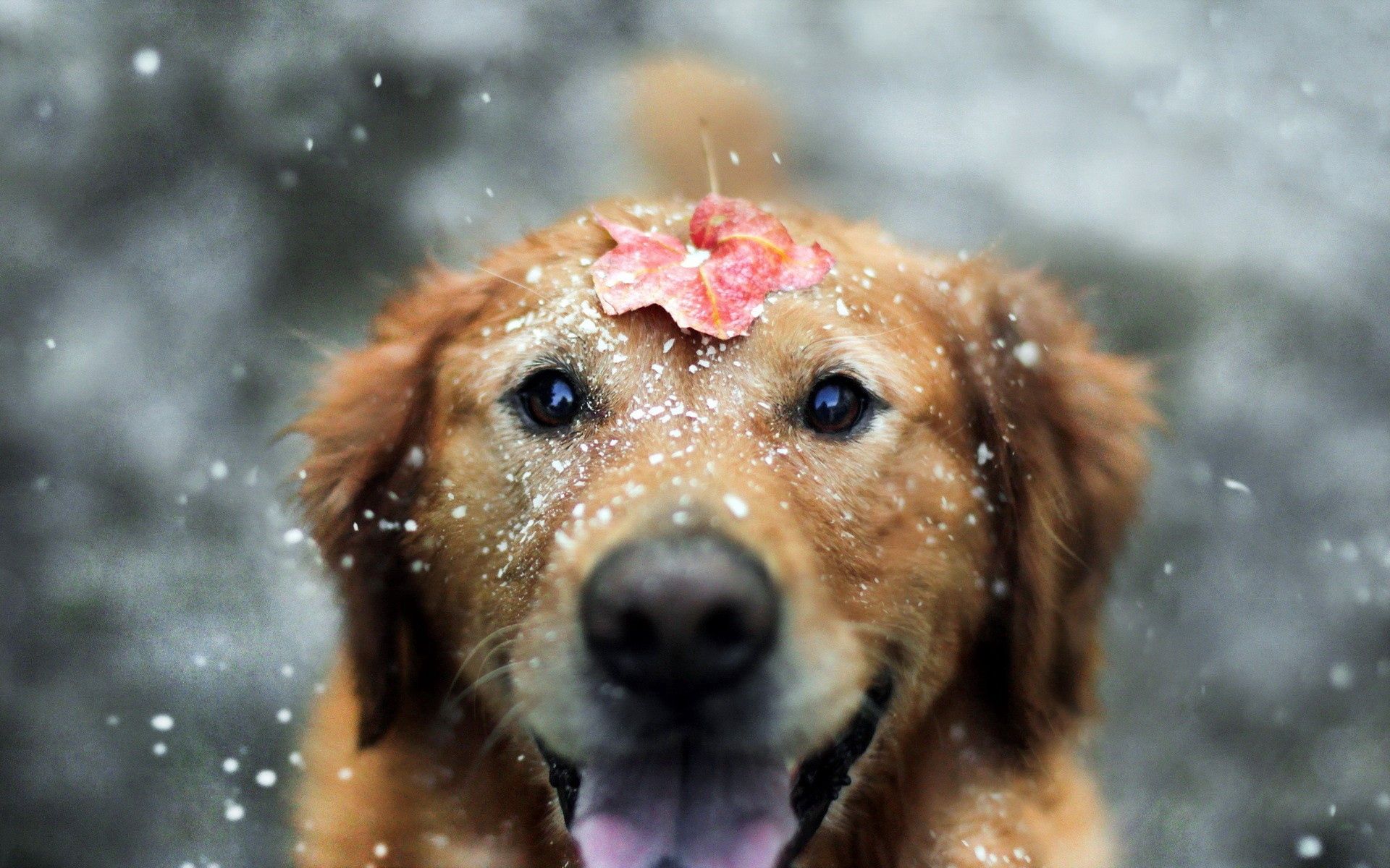 82850 скачать картинку животные, снег, собака, лист, открытый рот - обои и заставки бесплатно