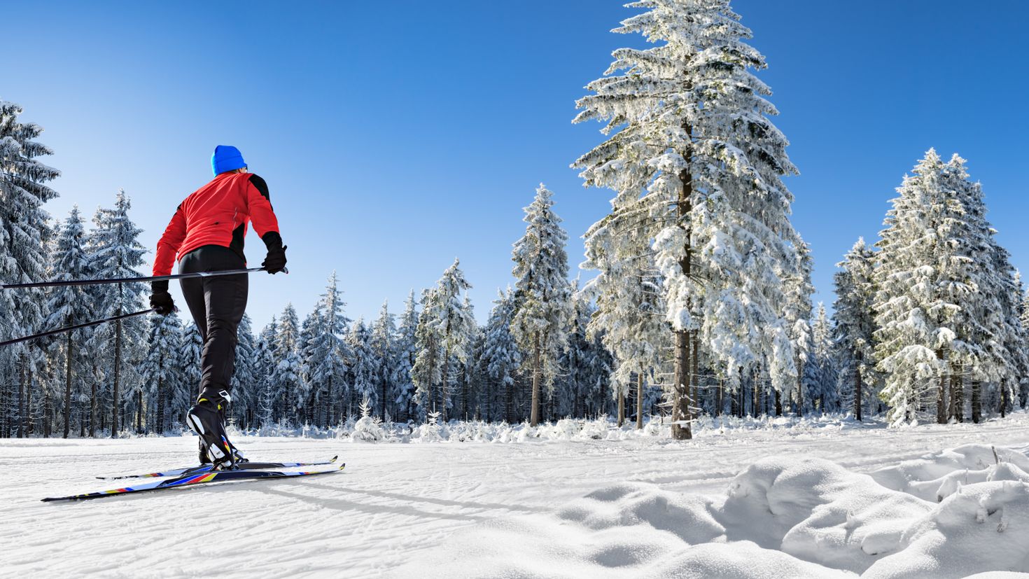 Лыжник в лесу. Лыжник в зимнем лесу. Беговые лыжи. Прогулка на лыжах. Ski picture