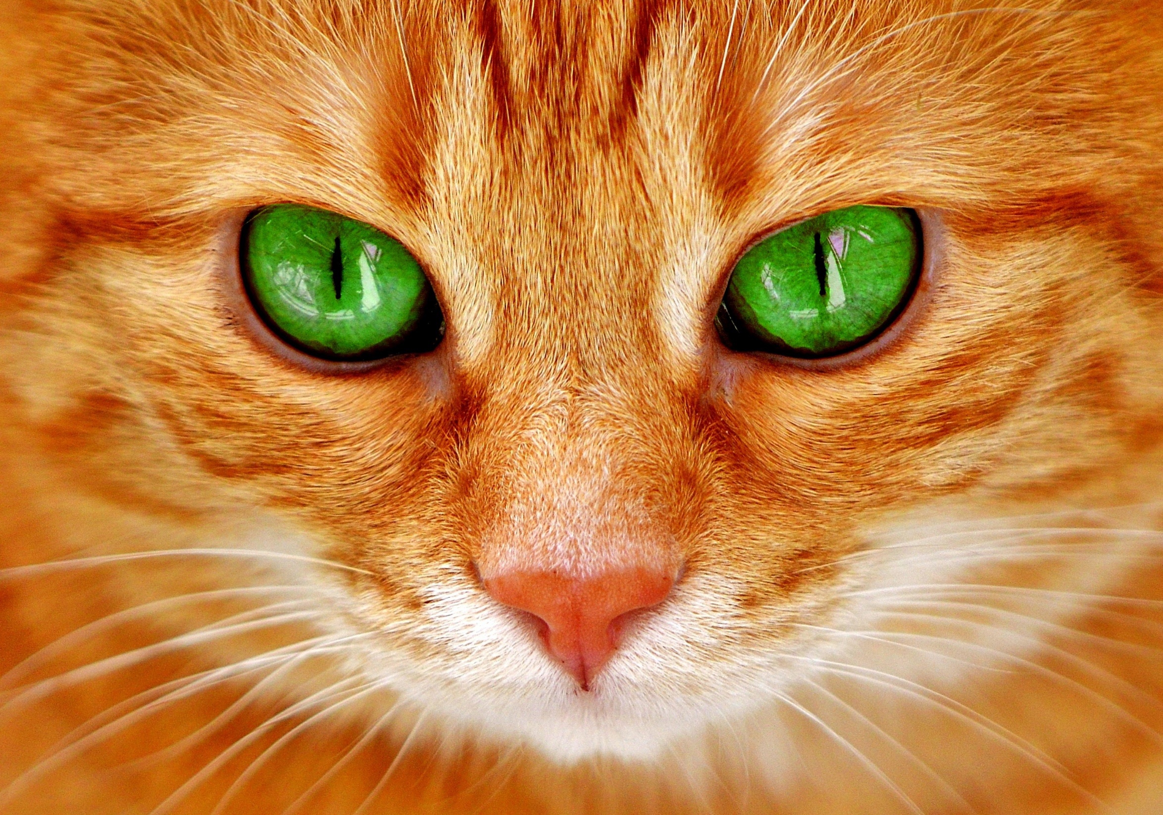 Кошачий. Алмазная живопись набор алмазной вышивки Синеглазый кот (аж-1716) 40х30 см. Рыжая кошка с зелеными глазами. Рыжий кот. Рыжий кот с зелеными глазами.