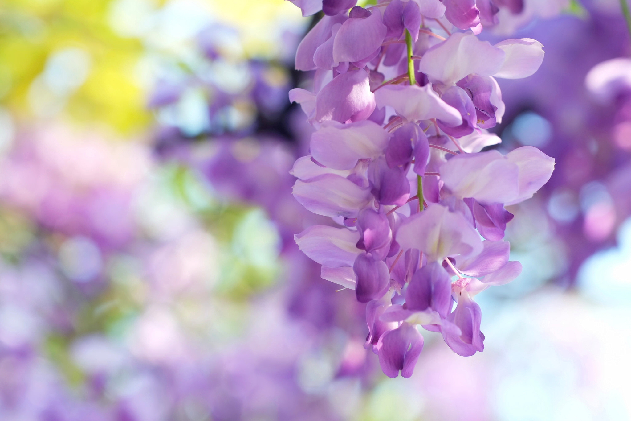 earth, wisteria, bokeh, flower, nature, purple flower, flowers wallpaper for mobile