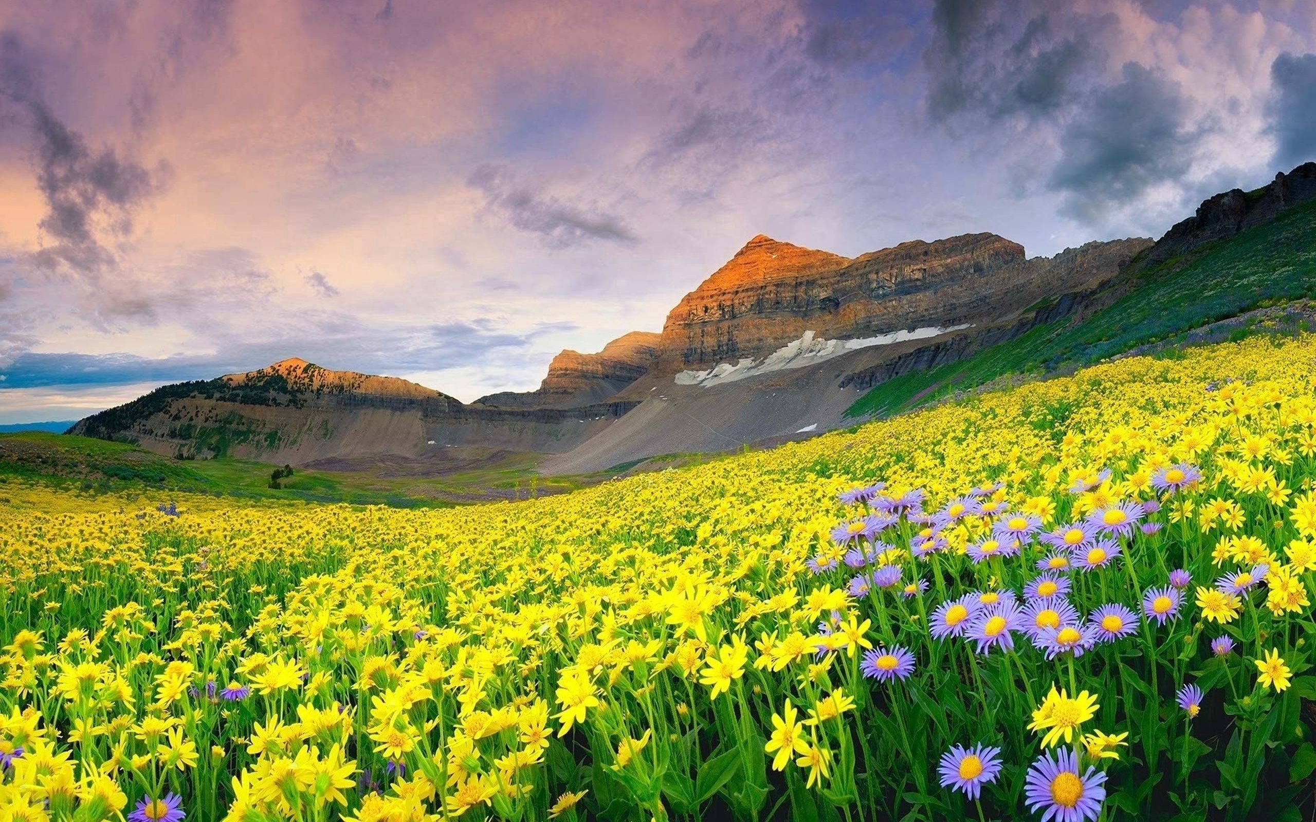 Descarga gratis la imagen Naturaleza, Hierba, Campo, Flores, Montañas en el escritorio de tu PC