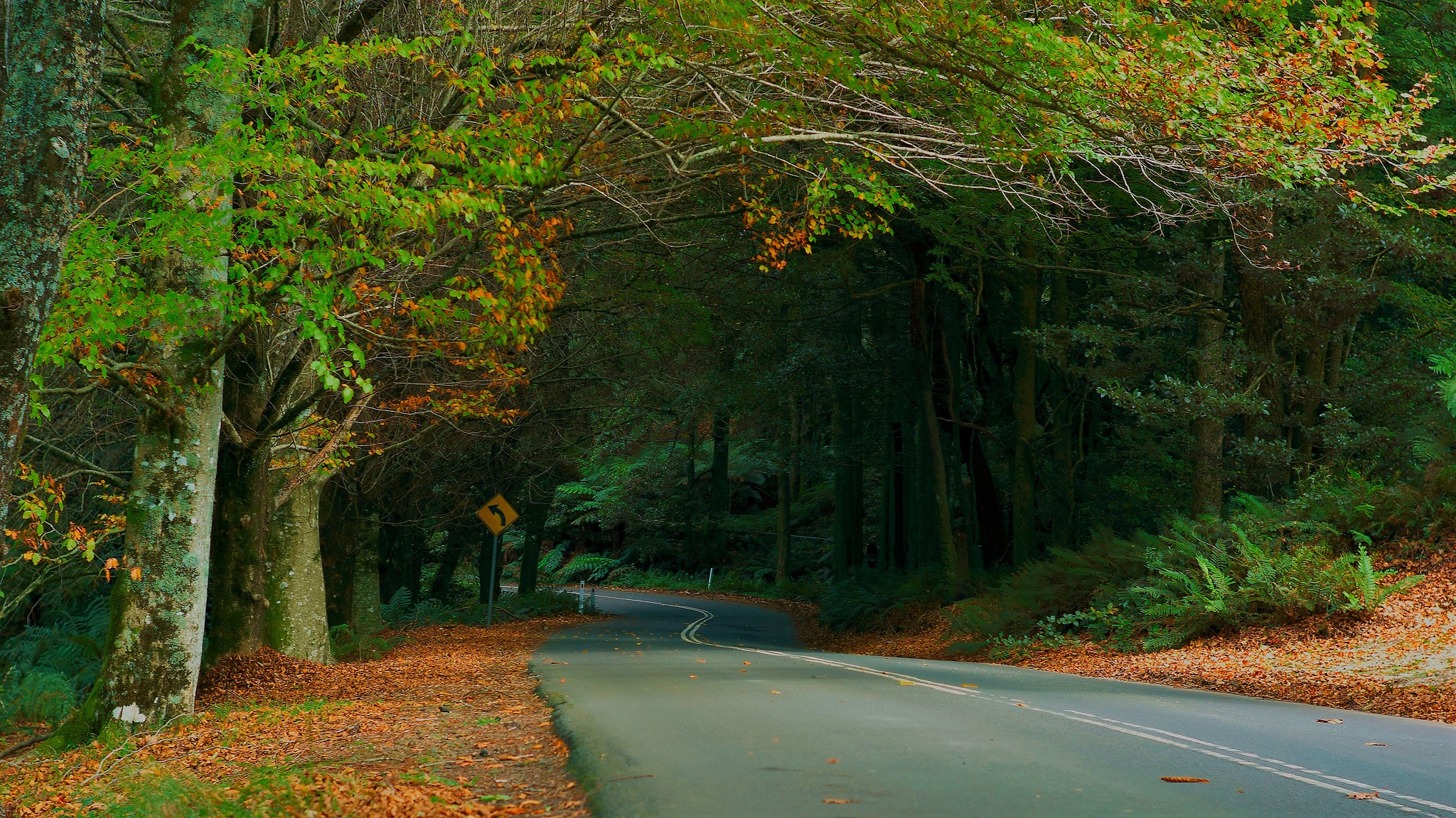 man made, road, canopy, fall, green images