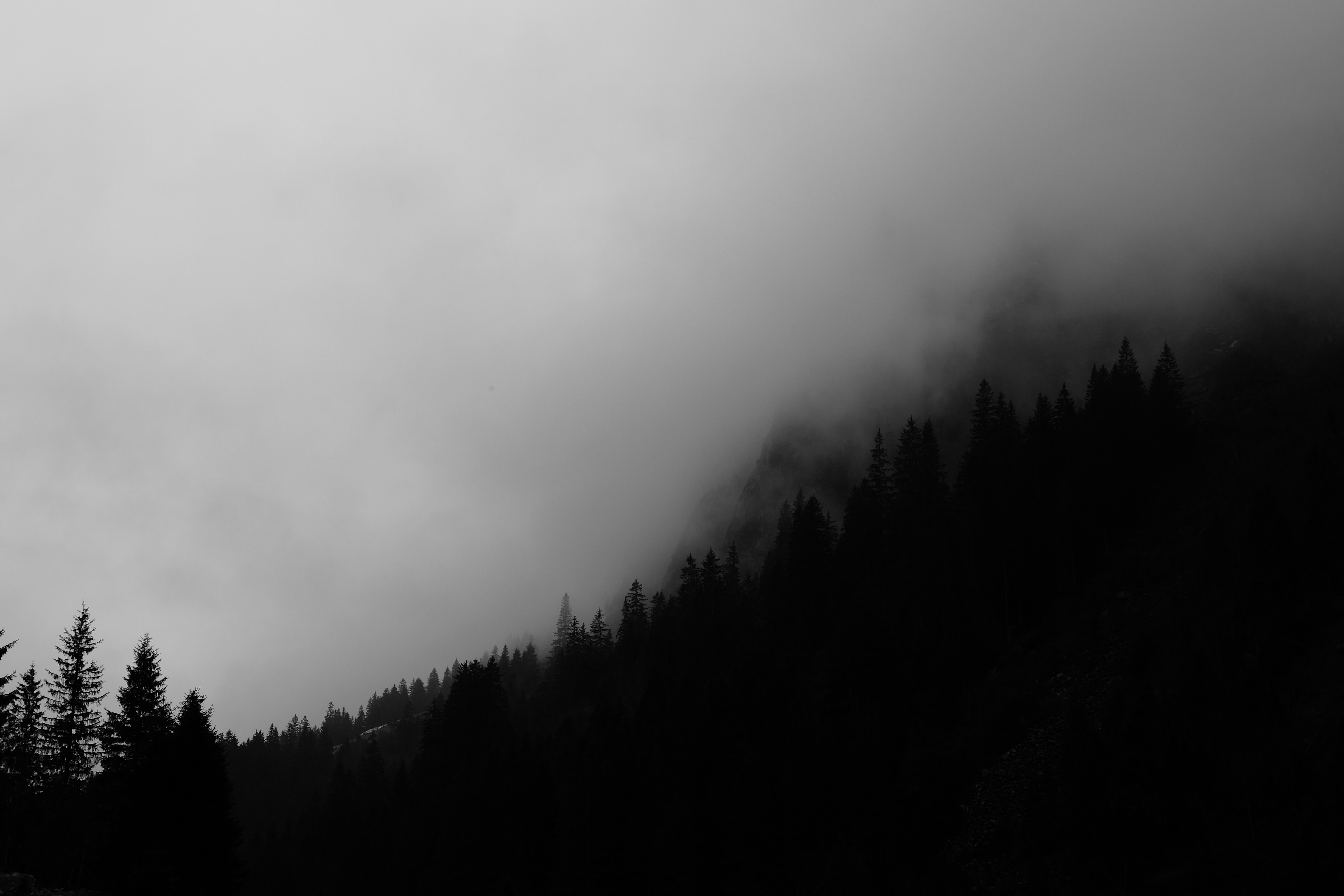 98642 скачать обои темные, чб, черный, деревья, лес, туман - заставки и картинки бесплатно