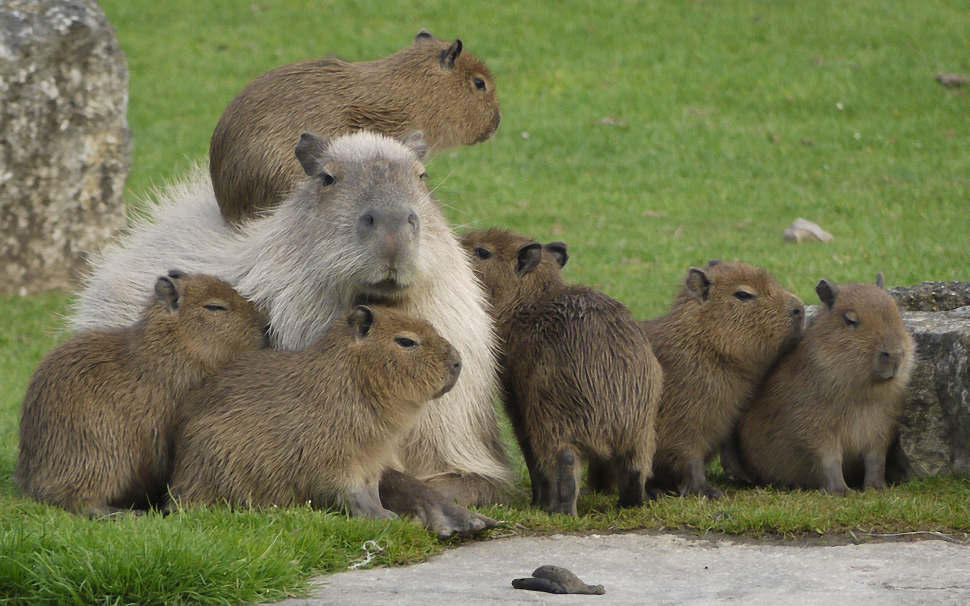 capybara, animal 4K