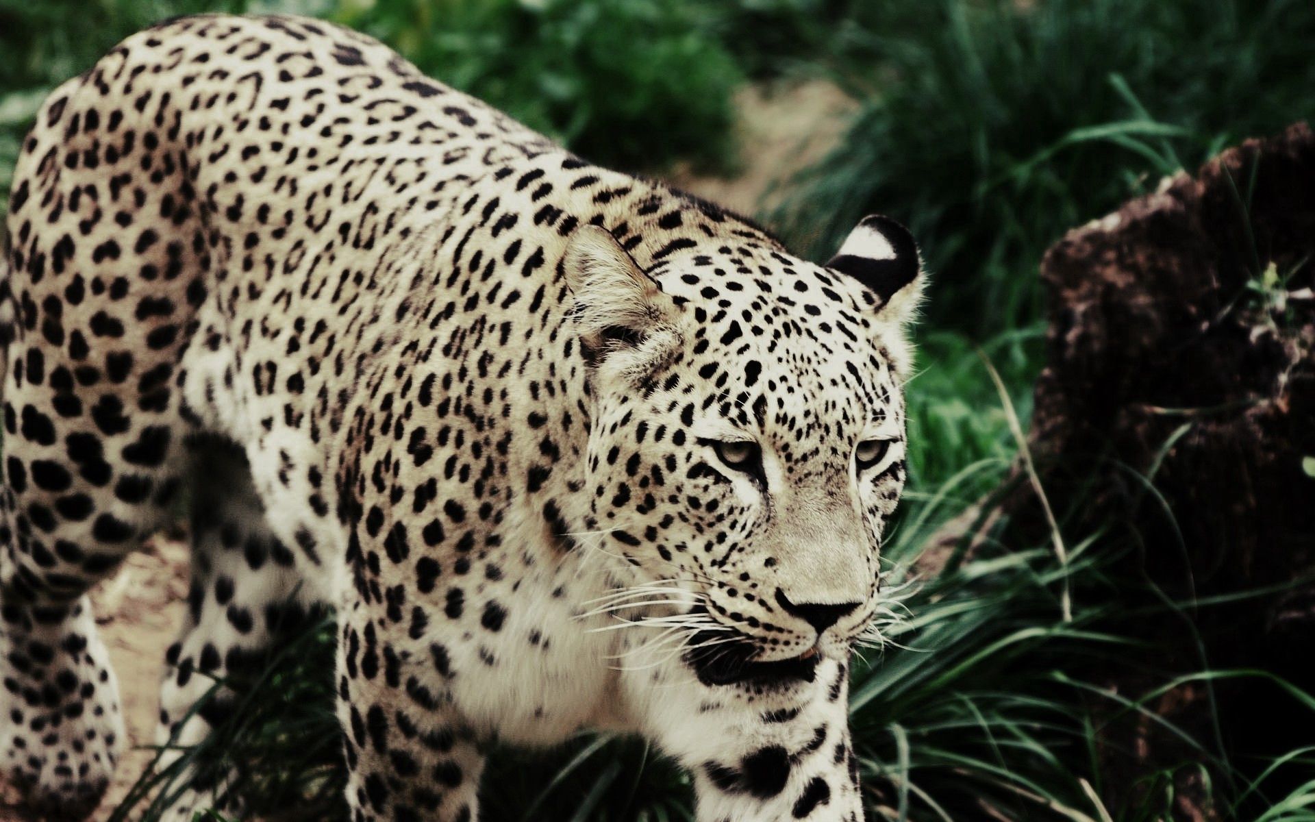animals, grass, leopard, spotted, spotty, big cat, stroll 1080p