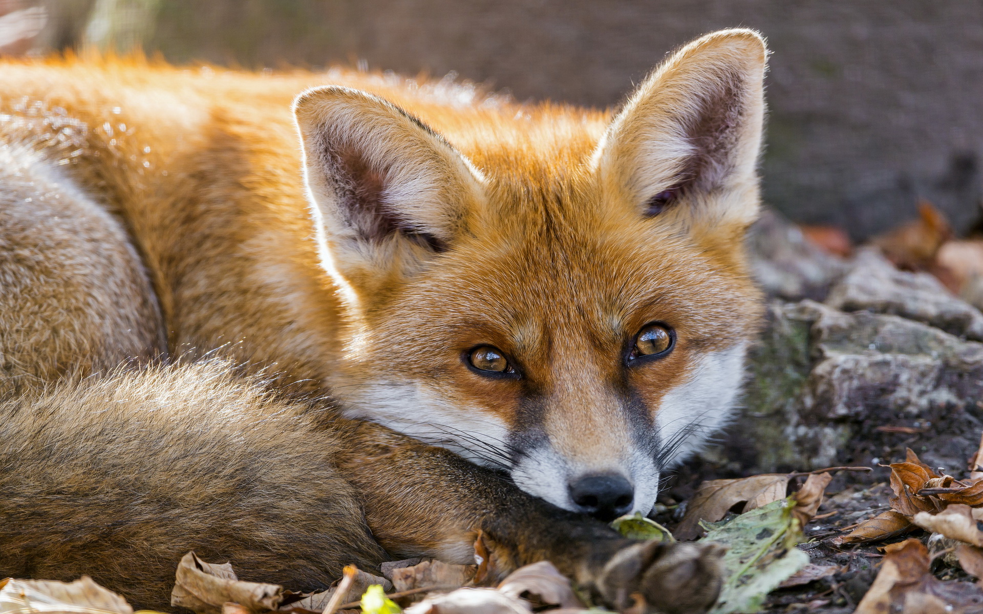 картинки диких животных лиса