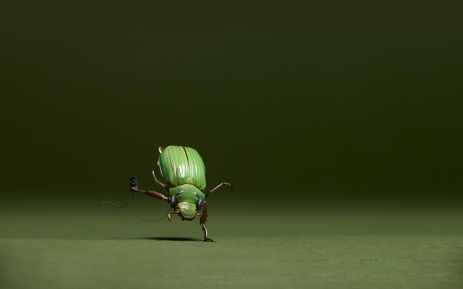 Free HD insects, black, music, funny