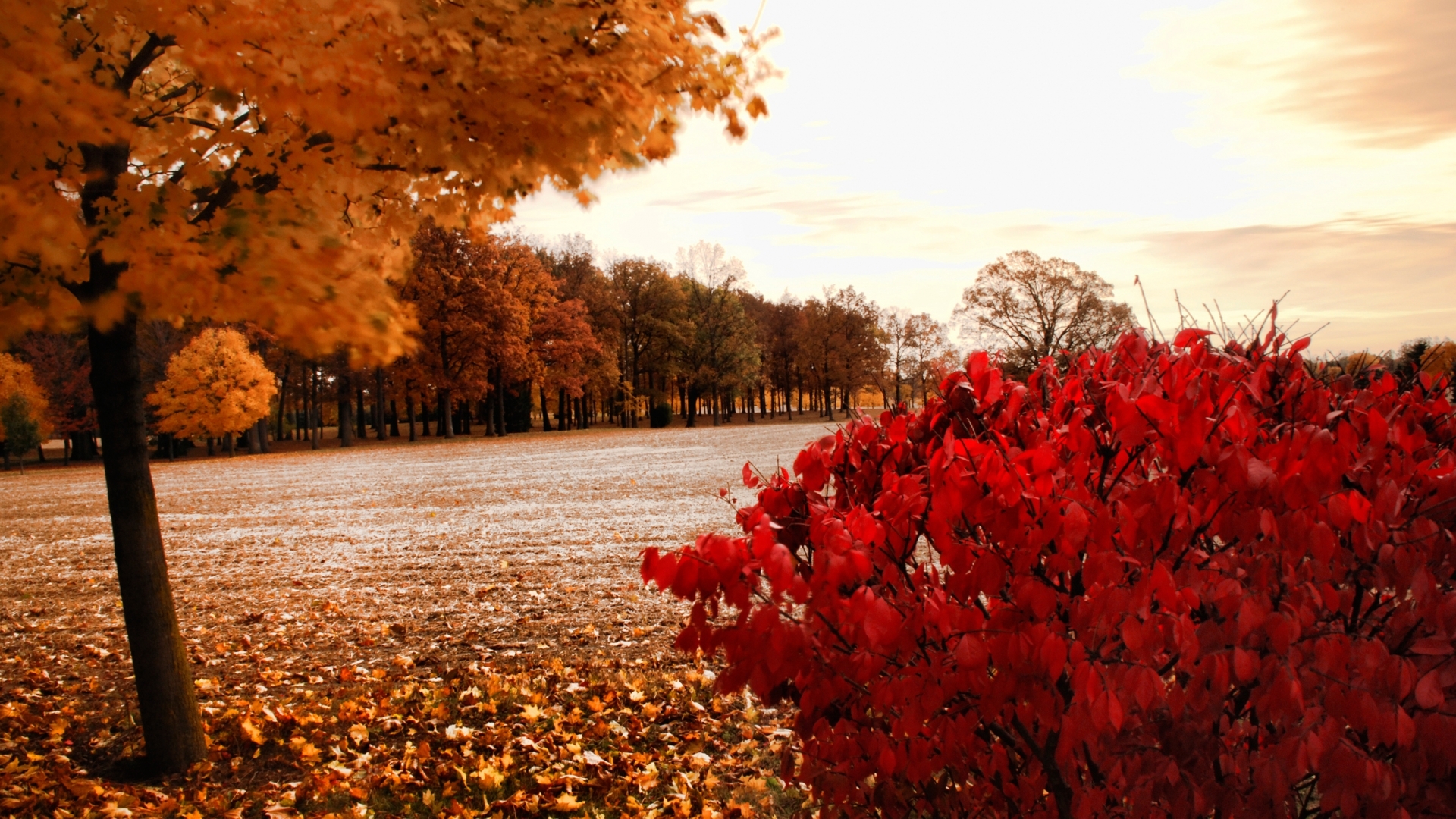 Download mobile wallpaper Trees, Landscape, Fields, Autumn for free.