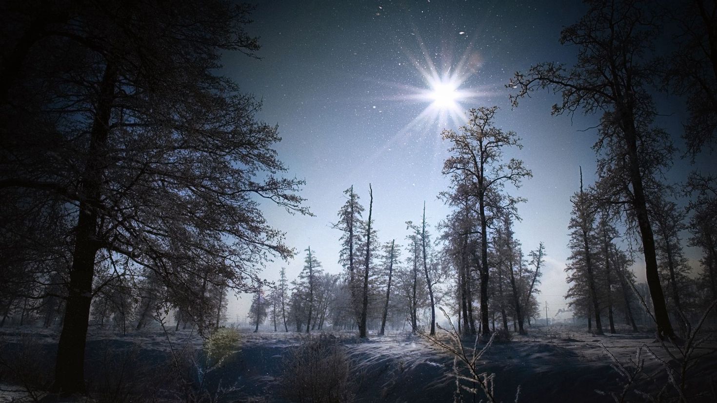 Лес солнце и звезды. Ночной лес. «Ночь в лесу». Ночной зимний лес. Природа ночью.