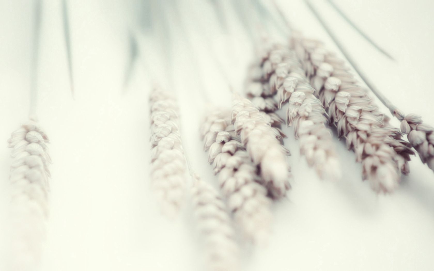 wheat, white, plant, macro, tenderness