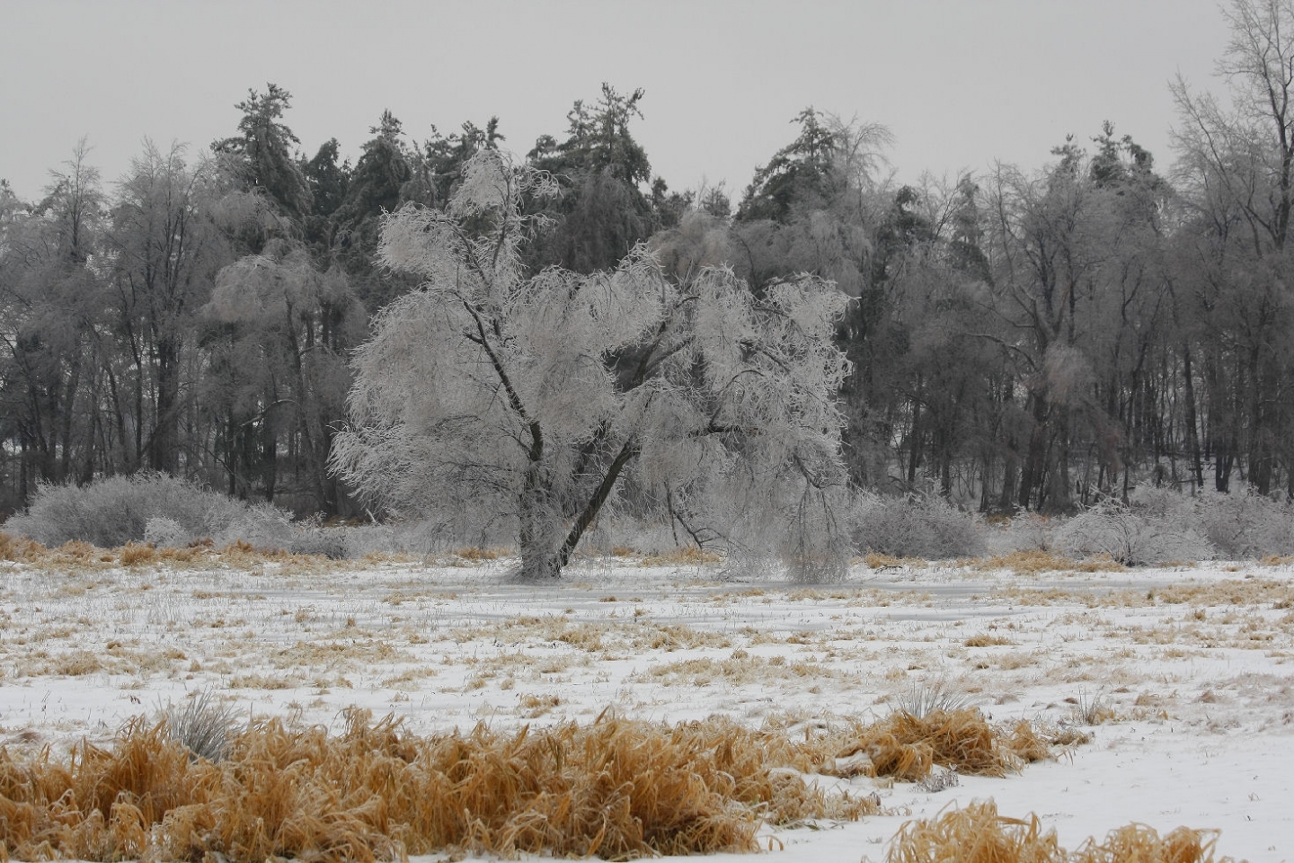 Handy-Wallpaper Winter, Bäume, Schnee, Landschaft kostenlos herunterladen.