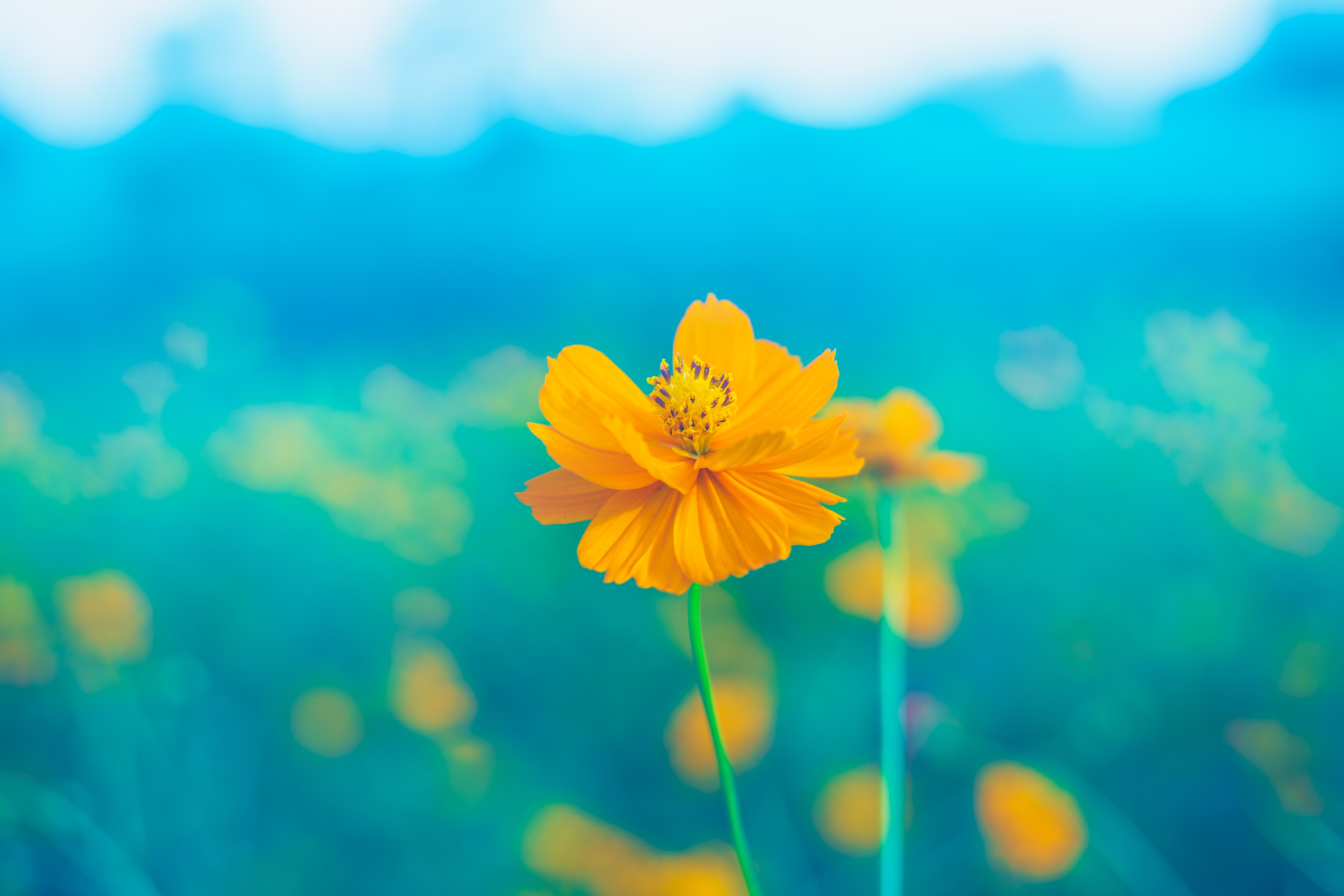 flowers, yellow, flower, blooms, stalk, tender, petals, stem, pestle Smartphone Background