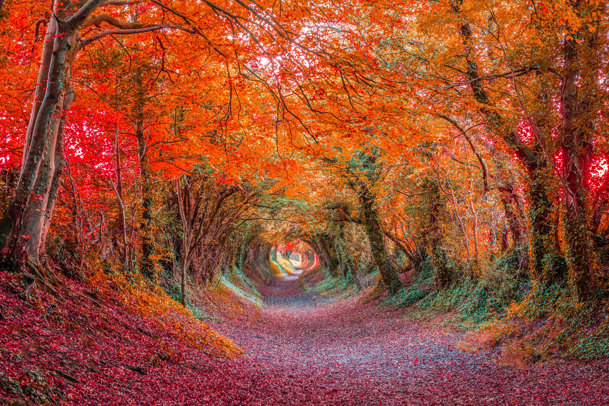 earth, forest, canopy, colorful, fall, tunnel UHD