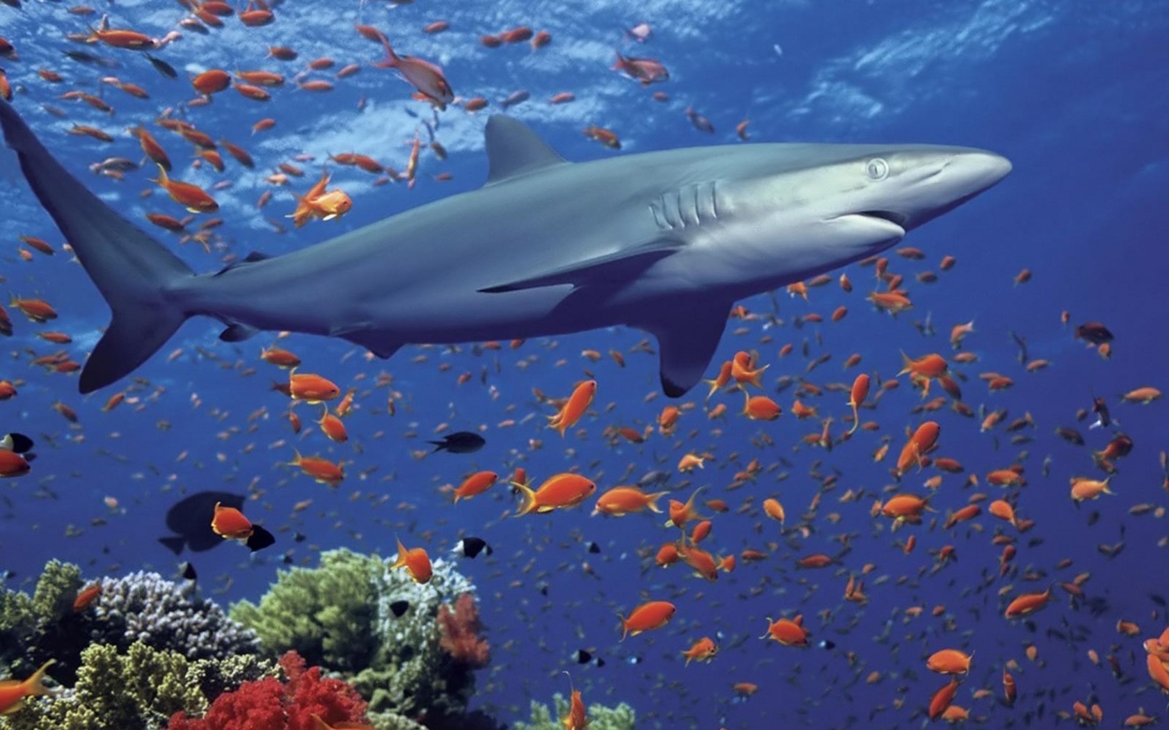 508 Bildschirmschoner und Hintergrundbilder Sharks auf Ihrem Telefon. Laden Sie  Bilder kostenlos herunter
