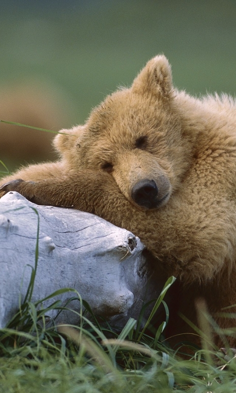 animal, grizzly bear, cute, katmai national park, alaska, resting, brown bear, bear, bears cell phone wallpapers