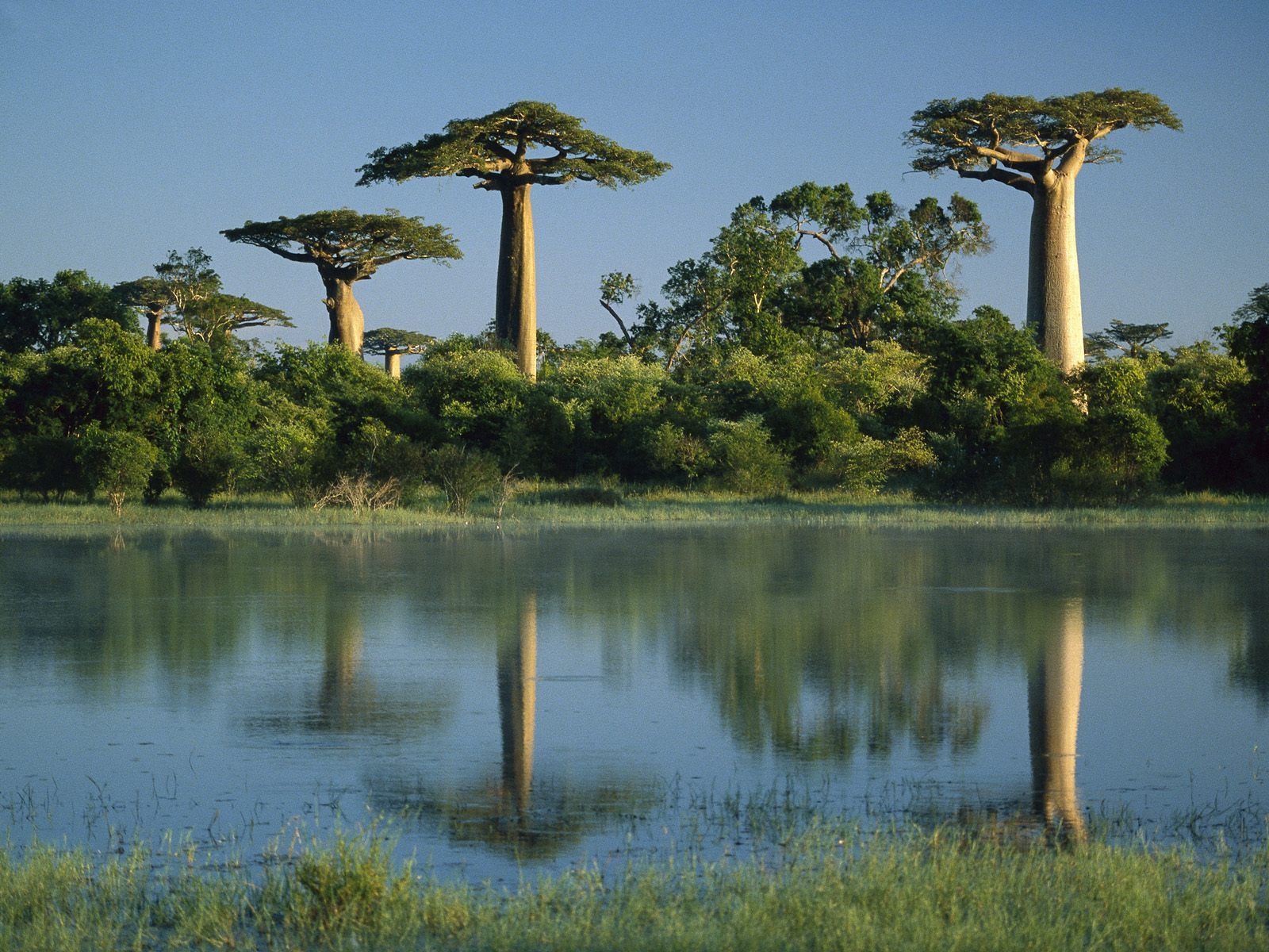 madagascar, trees, nature, water, shore, bank, baobab, baobabs