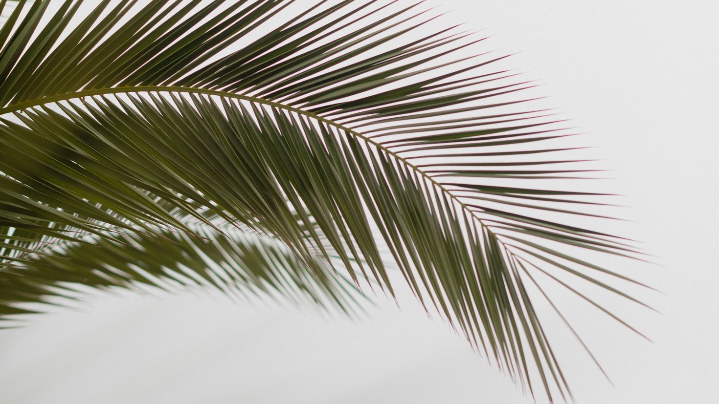 Пальмовая ветвь пальмовых ветвей