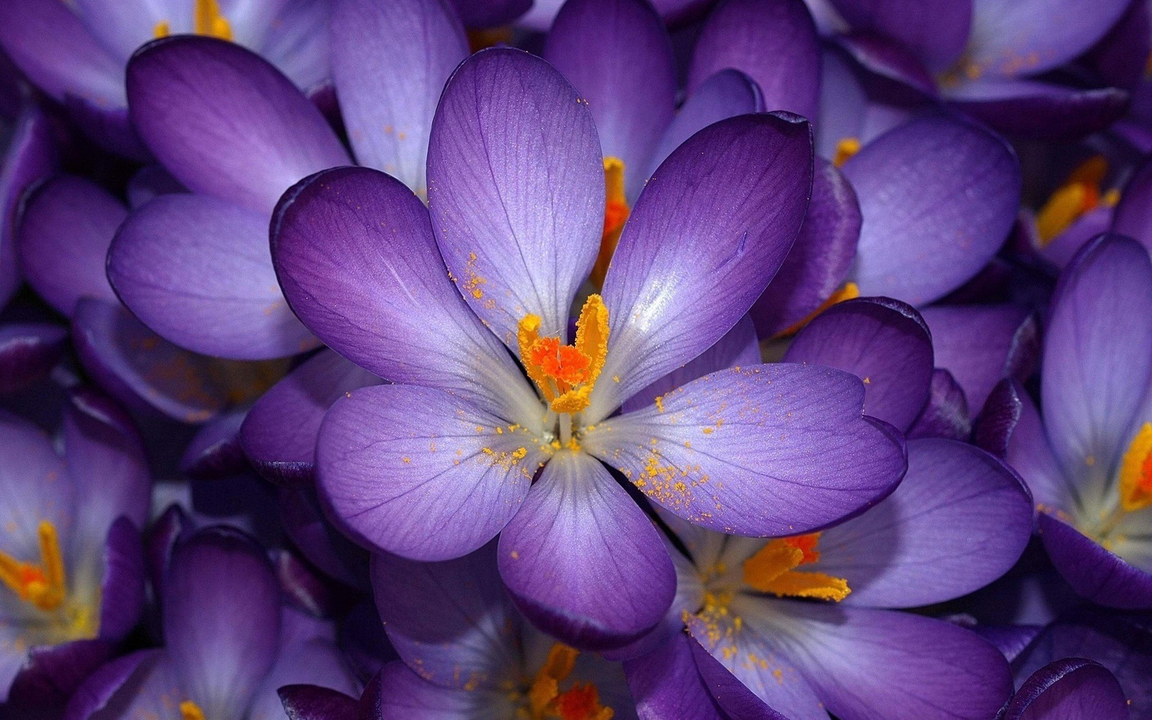 purple flower, earth, crocus, flower, flowers 1080p