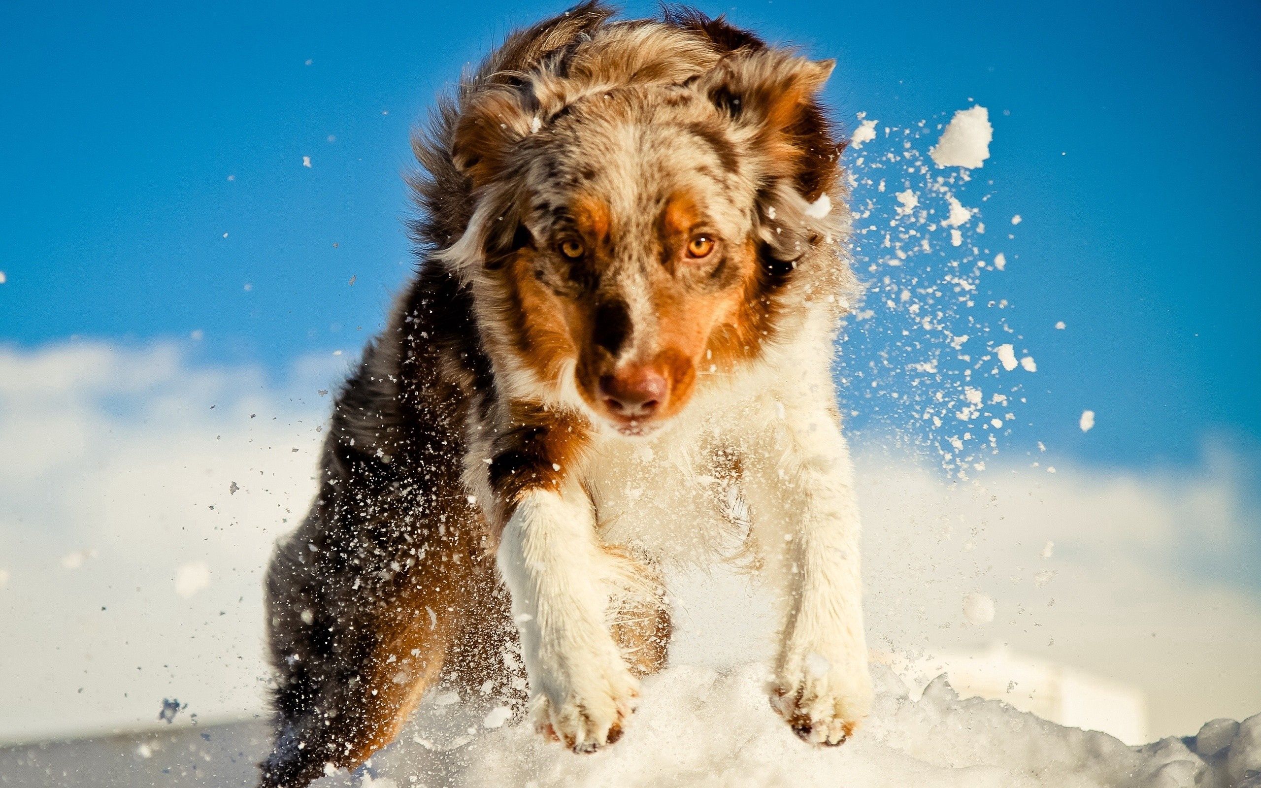 Скачати мобільні шпалери Тварини, Сніг, Пес, Собака, Бігти безкоштовно.