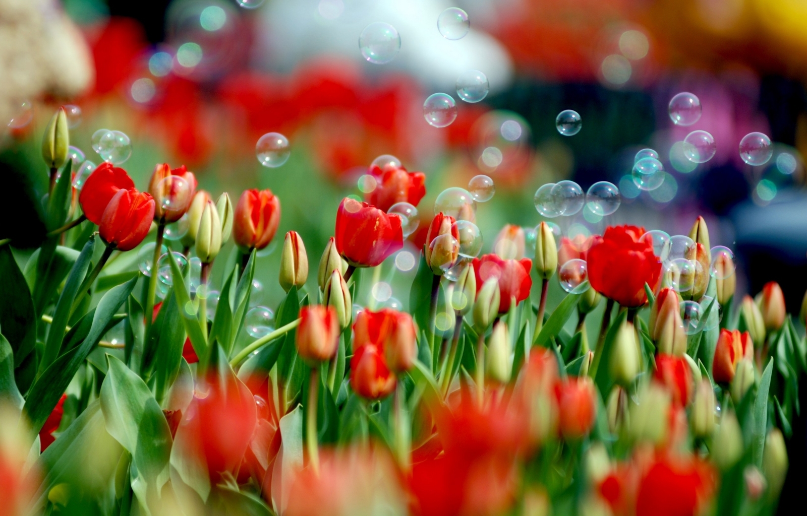 Descarga gratuita de fondo de pantalla para móvil de Plantas, Tulipanes.