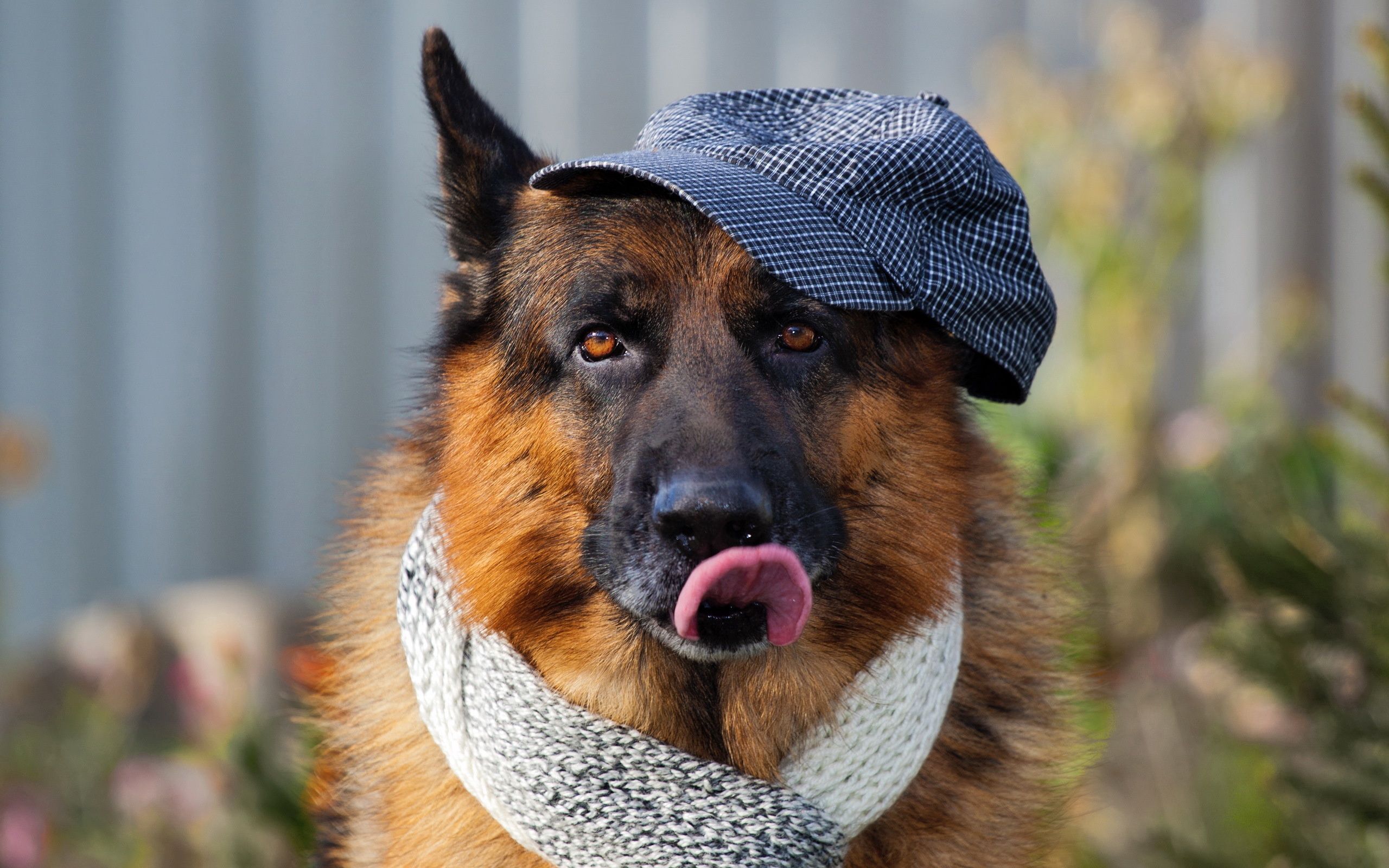 63283 скачать картинку собака, высунутый язык, животные, морда, шарф - обои и заставки бесплатно