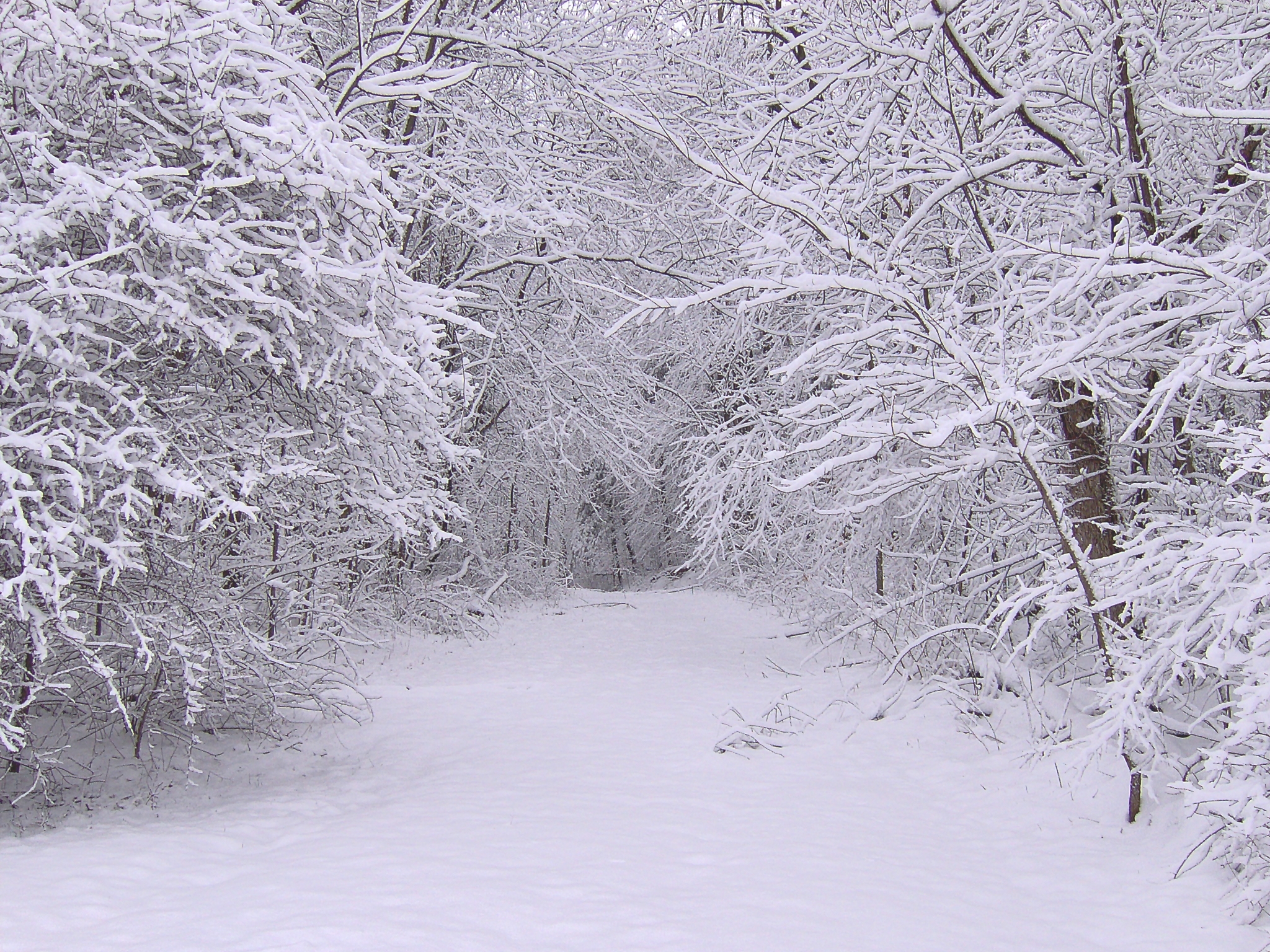 Handy-Wallpaper Winter, Bäume, Roads, Schnee, Landschaft kostenlos herunterladen.