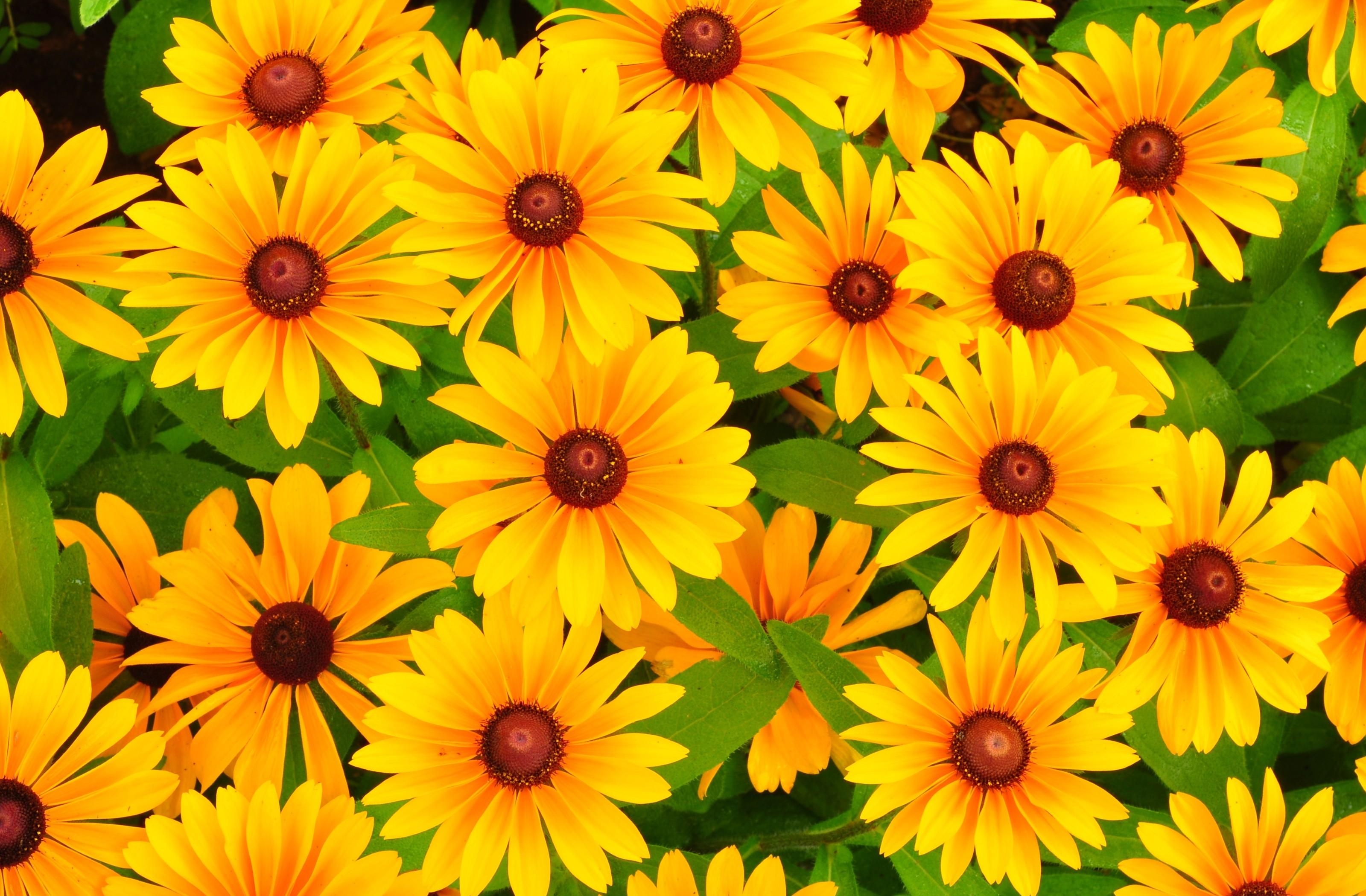 bright, flowers, yellow, rudbeckia, rudbekia