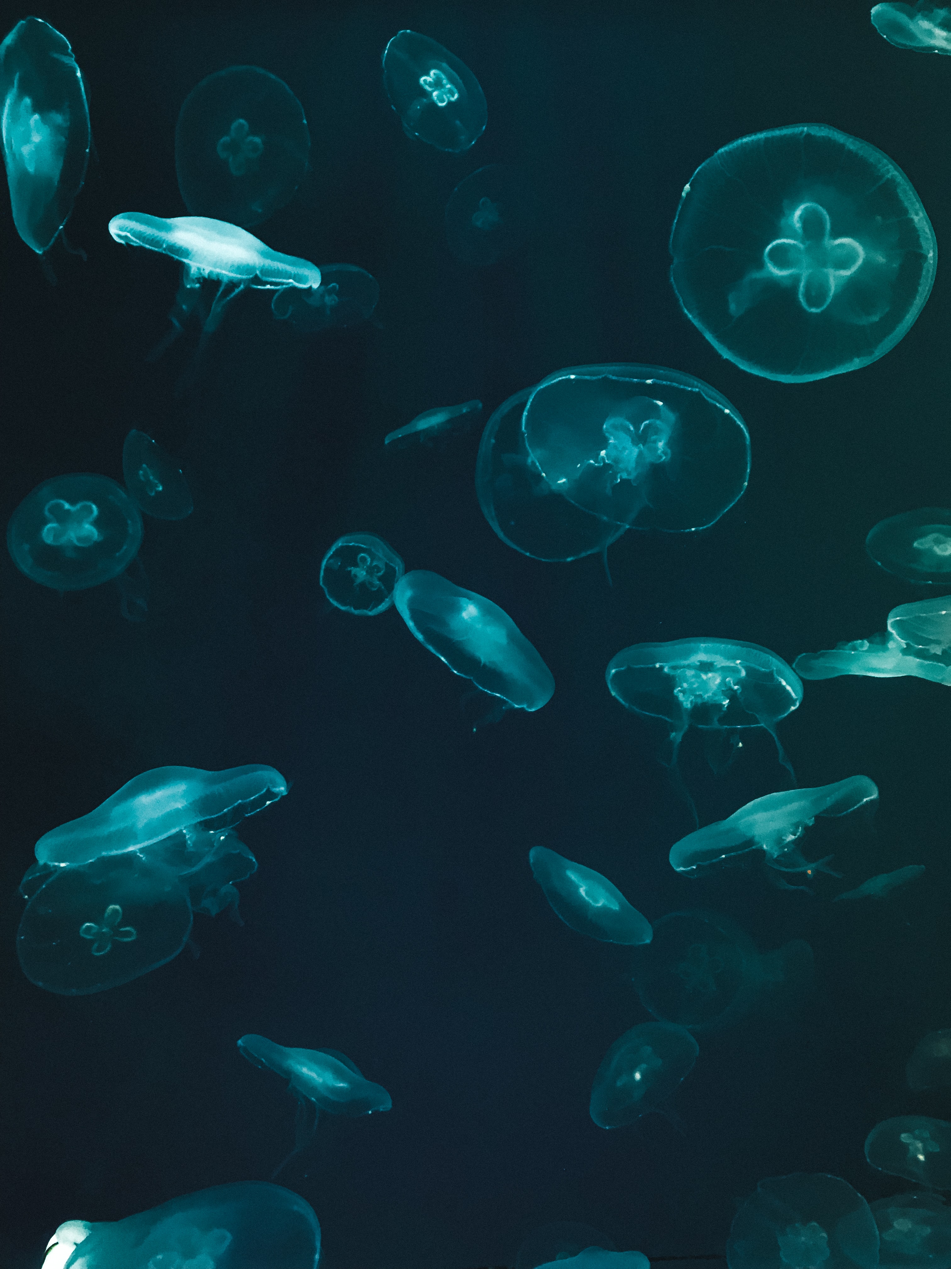 Download mobile wallpaper Underwater World, Jellyfish, Dark for free.