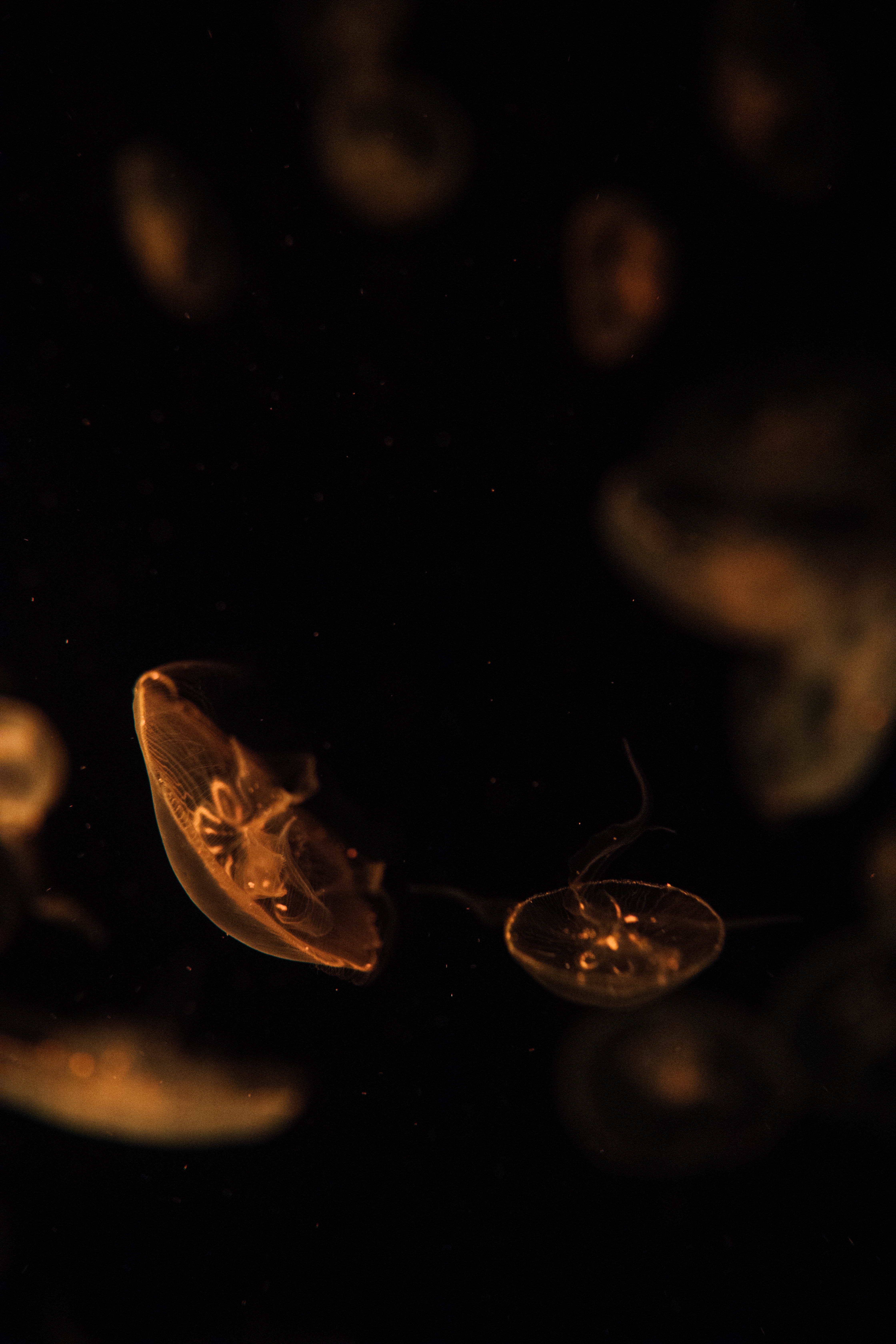 128893 Hintergrundbild herunterladen tiere, jellyfish, braun, tiefe, kreaturen, unter dem wasser, unterwasser - Bildschirmschoner und Bilder kostenlos