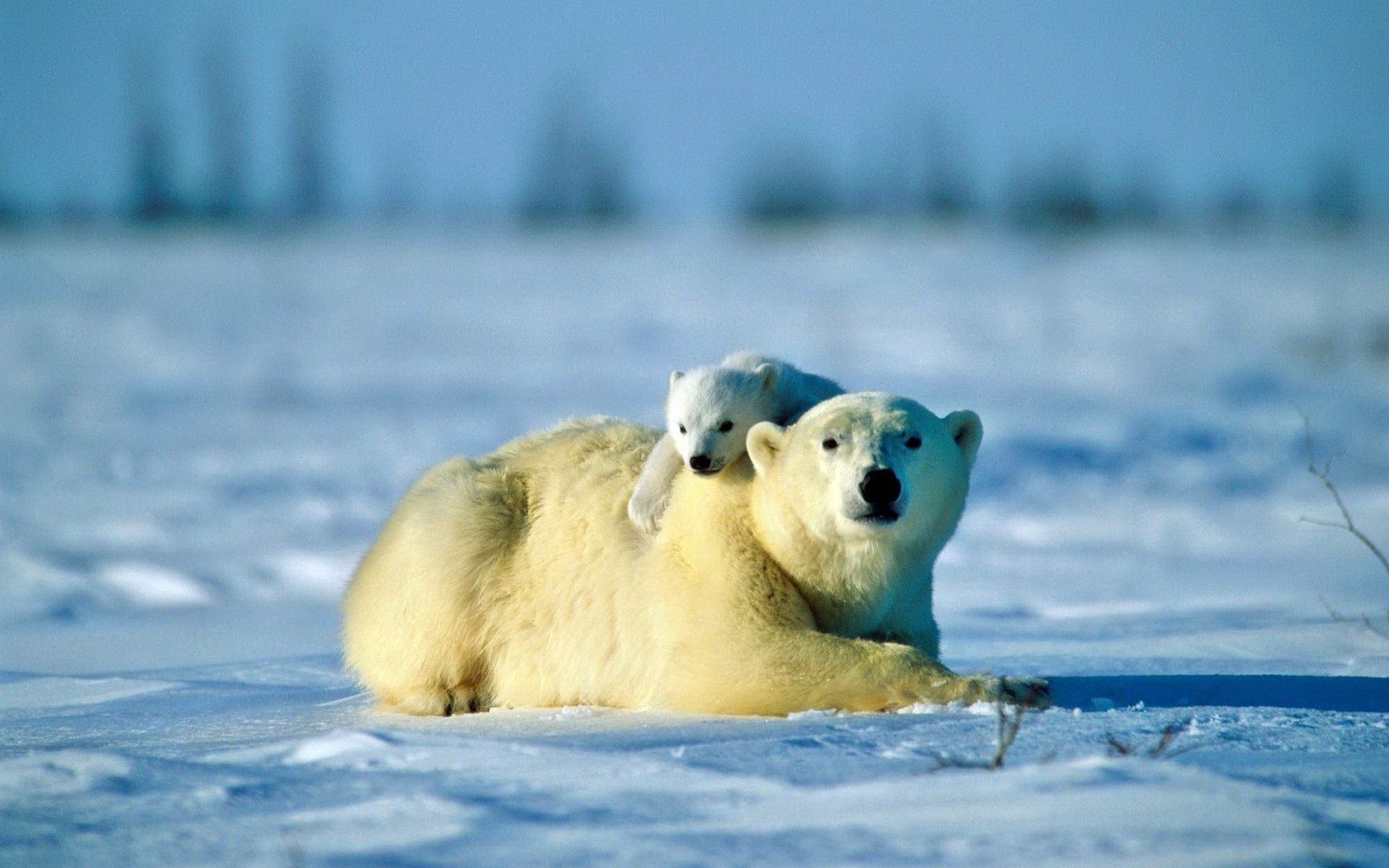 Laden Sie das Bär, Junge, Paar, Pflege, Joey, Tiere, Schnee, Eisbär-Bild kostenlos auf Ihren PC-Desktop herunter