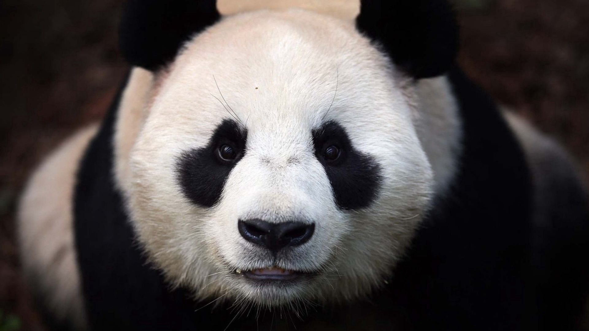 Handy-Wallpaper Panda, Tiere, Schnauze, Bär kostenlos herunterladen.