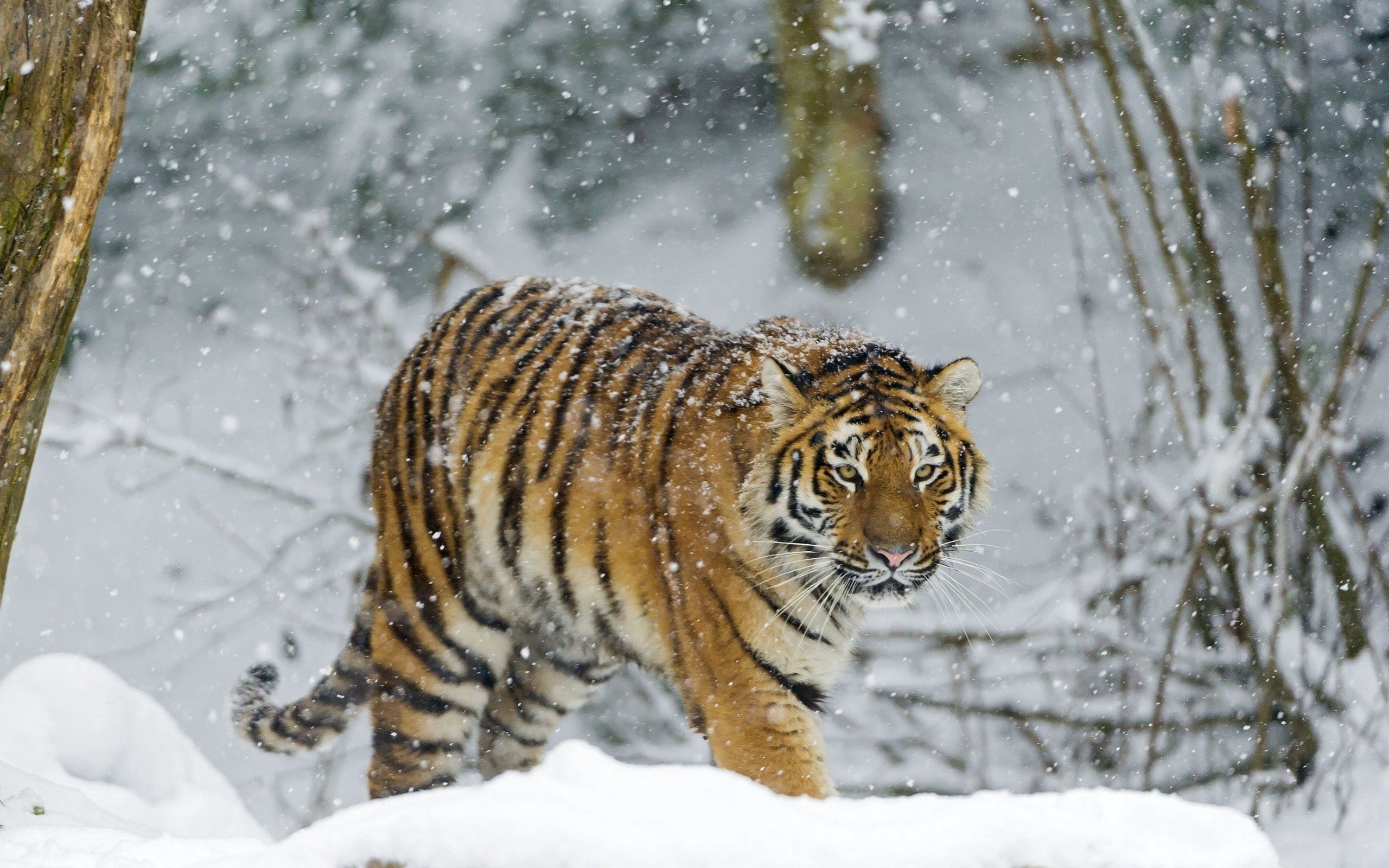 Download mobile wallpaper Snow, Animals, Stroll, Predator, Tiger for free.